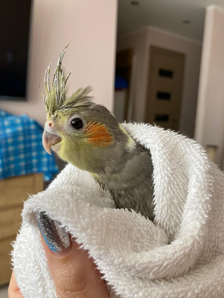 Baby cockatiel (continued) - My, Chick, Corella, A parrot, Pets, Birds, Longpost