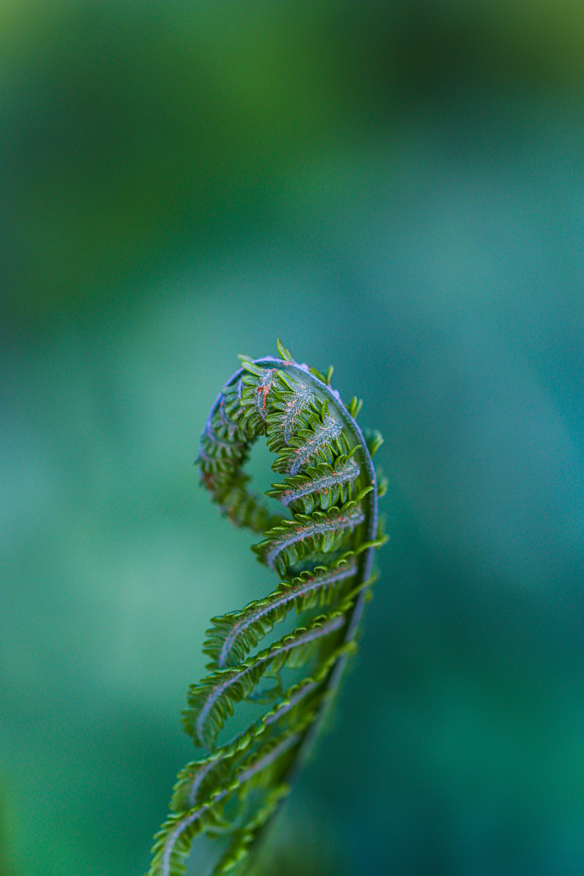 Fern - My, The photo, Nature, Plants, Fern, Spring