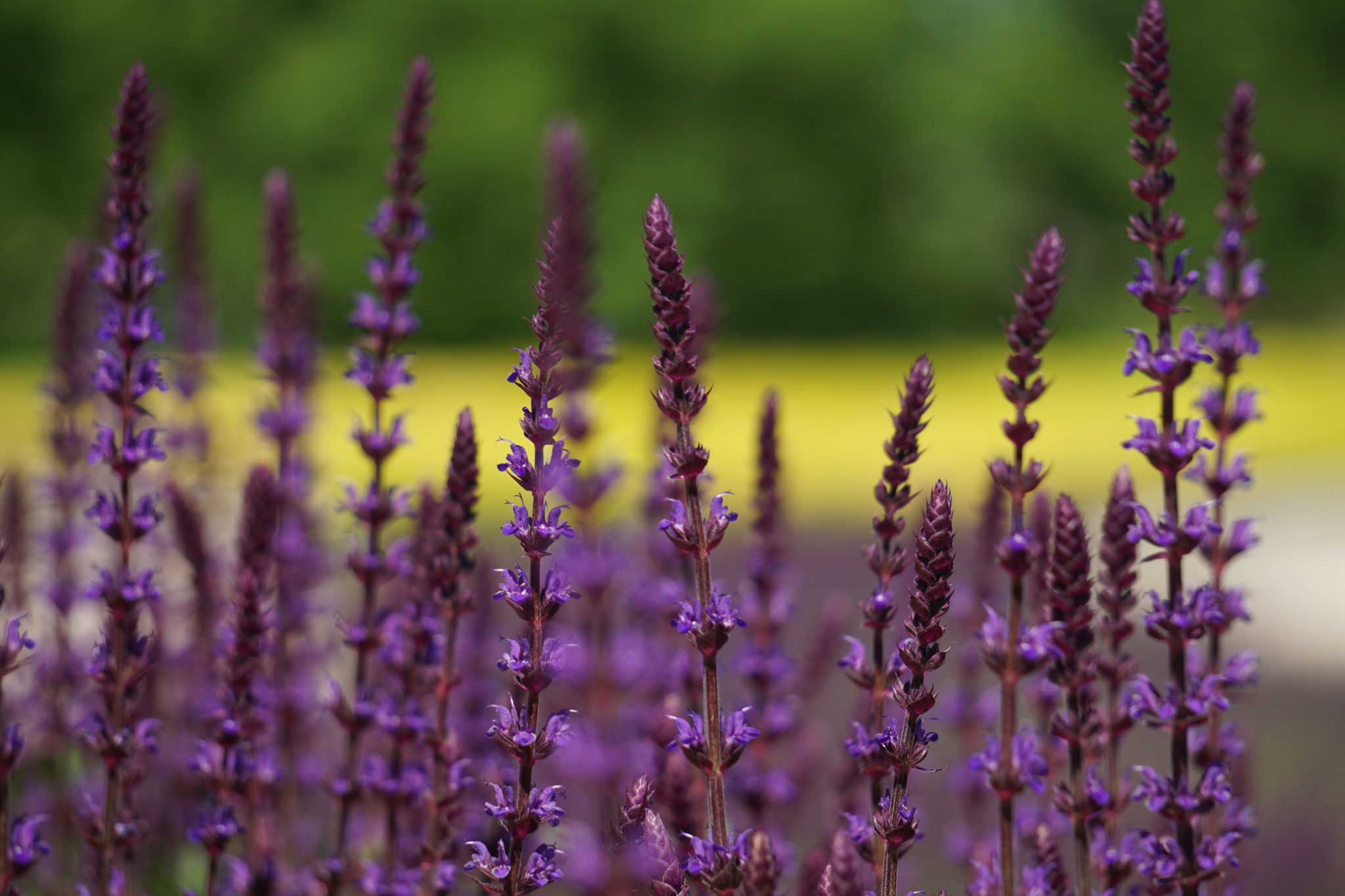 Sage began to bloom in the Krasnodar park - My, Sage, Краснодарский Край, Galitsky Park, Krasnodar Park, Longpost