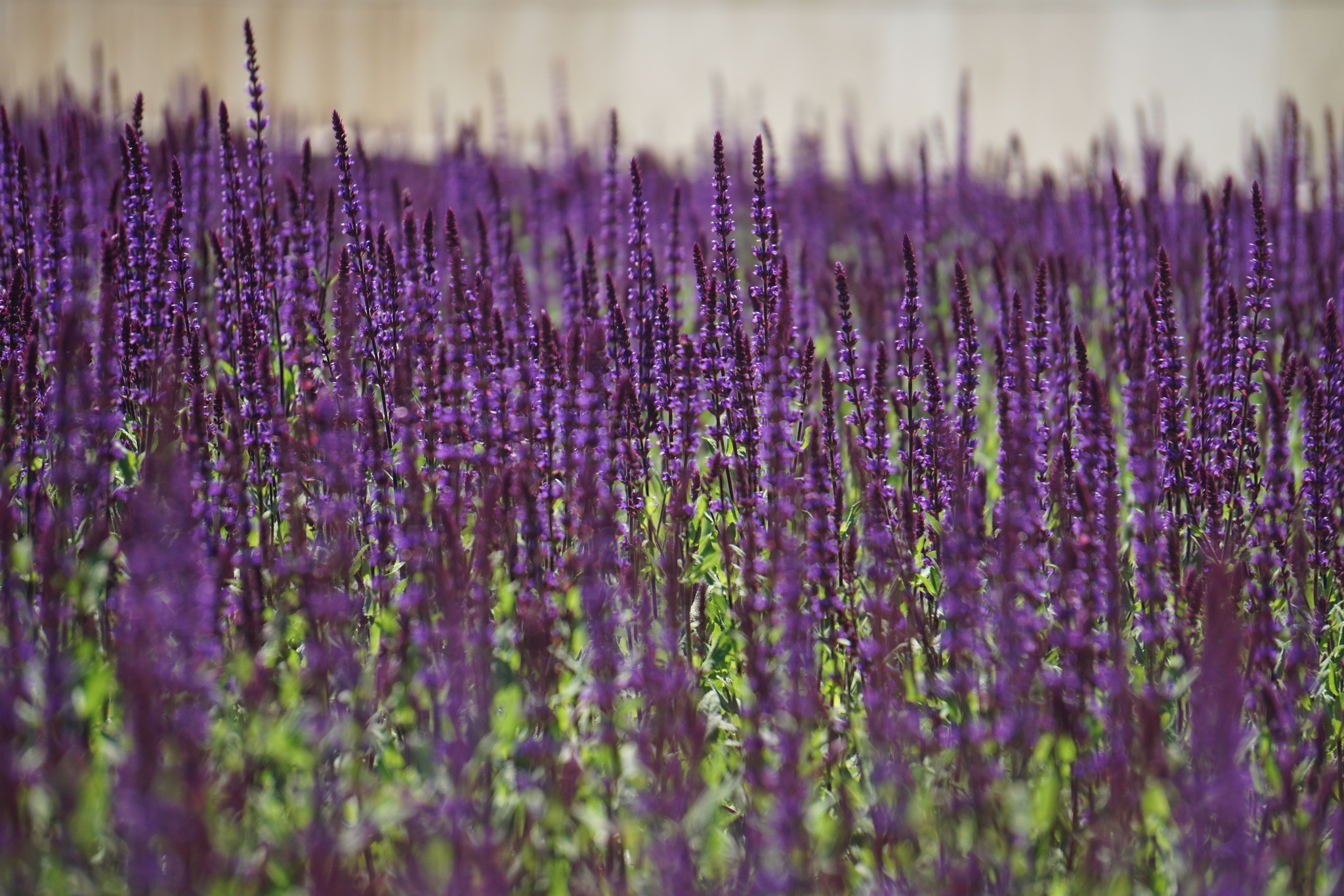 Sage began to bloom in the Krasnodar park - My, Sage, Краснодарский Край, Galitsky Park, Krasnodar Park, Longpost