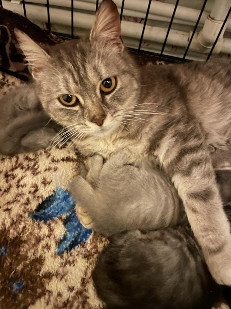 Continuation of the post “Need help in transporting a cat with newborn kittens” - My, Saint Petersburg, cat, No rating, Pets, In good hands, Kittens, Reply to post, Longpost