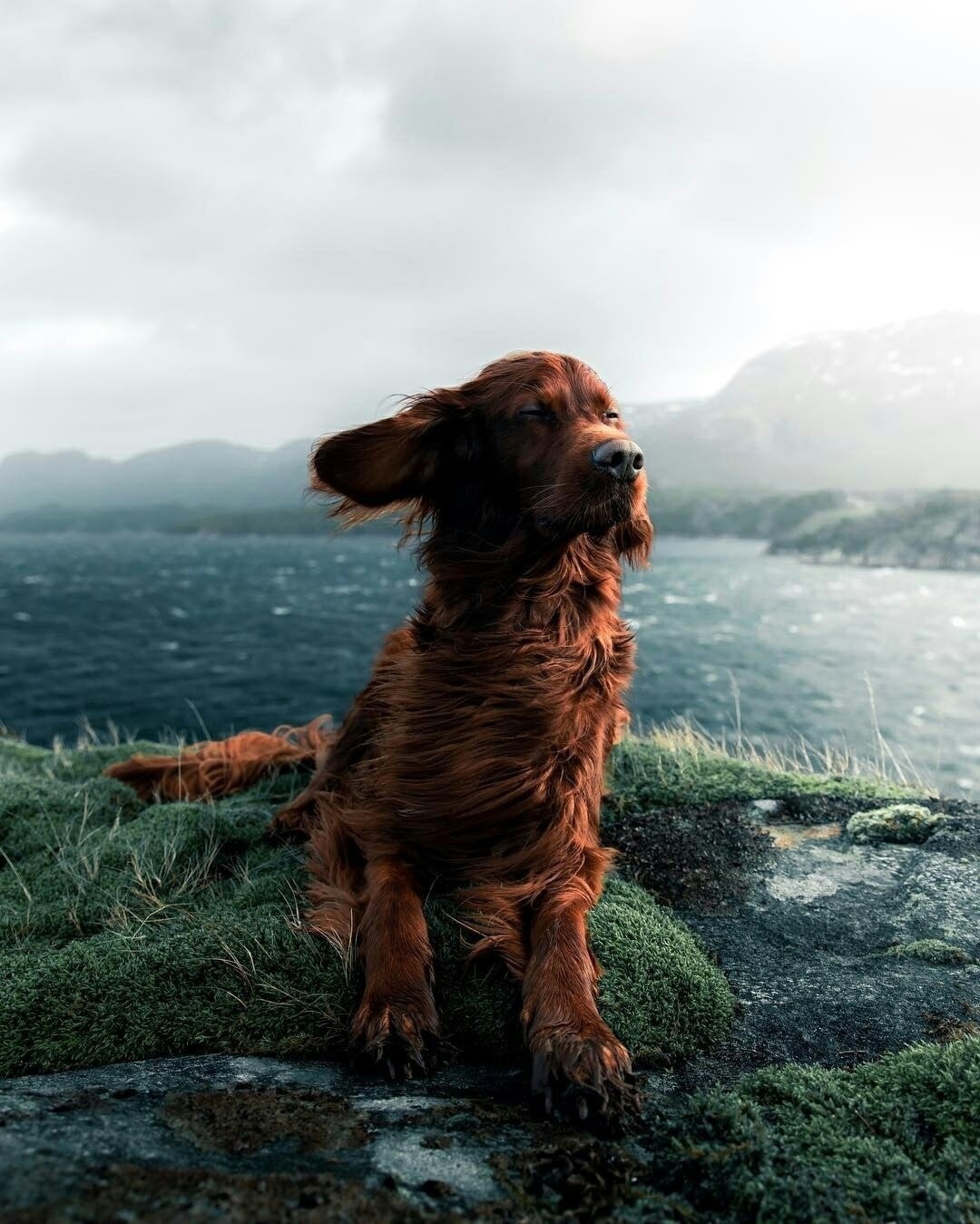 Take a picture, like the very calmness and serenity - Irish Setter, Dog, Sea, The photo