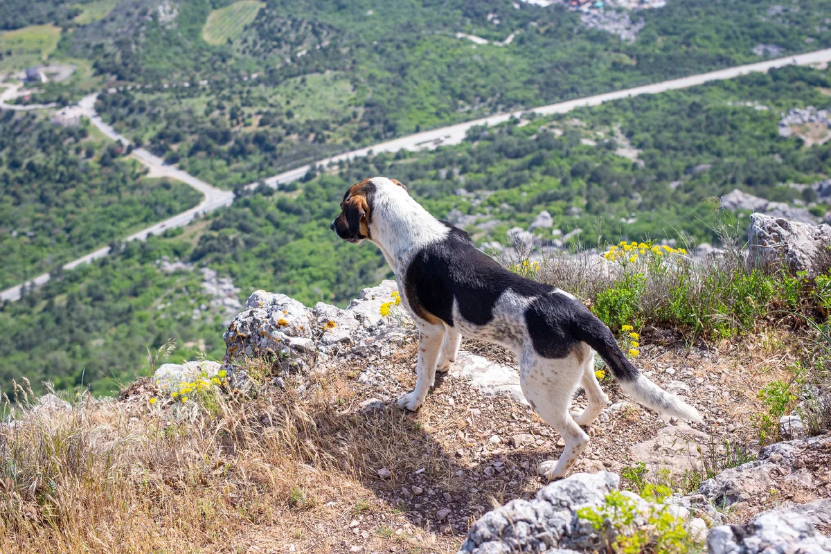 Dog life in the Crimea or a lost woman on mountain trails - My, Hike, Crimea, Dog, Travels, The mountains, Lost, Pets, Animals, Longpost