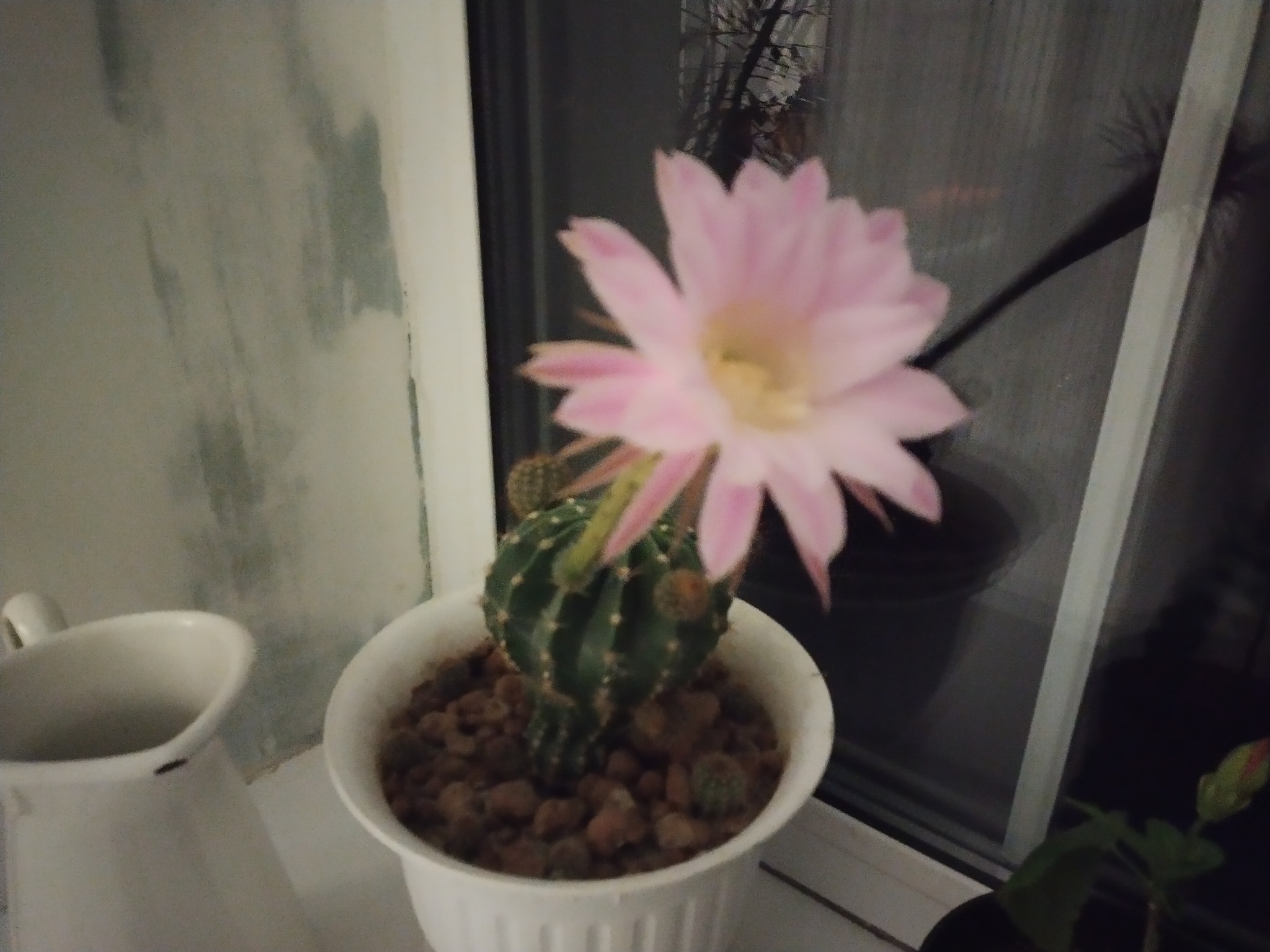 cactus blooms - My, Houseplants, Blooming cacti, Cactus, Longpost