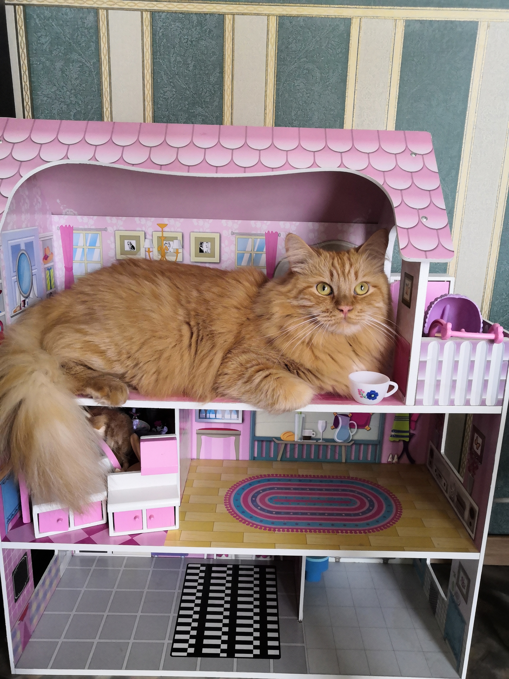 cat house - My, House, cat, The photo