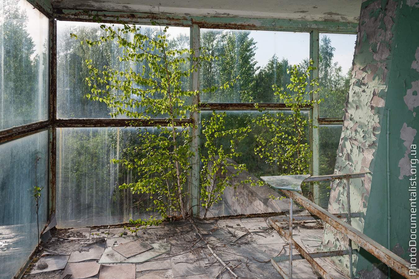 Answer to the post “Why do birch trees make such a noise in Russia?” - The photo, Abandoned, After U.S, Nature, From the network, Longpost, Reply to post, Zuo, Pripyat