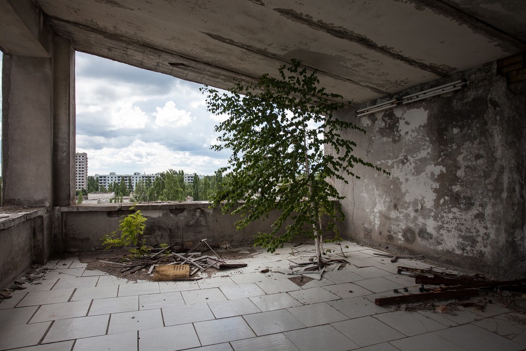 Answer to the post “Why do birch trees make such a noise in Russia?” - The photo, Abandoned, After U.S, Nature, From the network, Longpost, Reply to post, Zuo, Pripyat