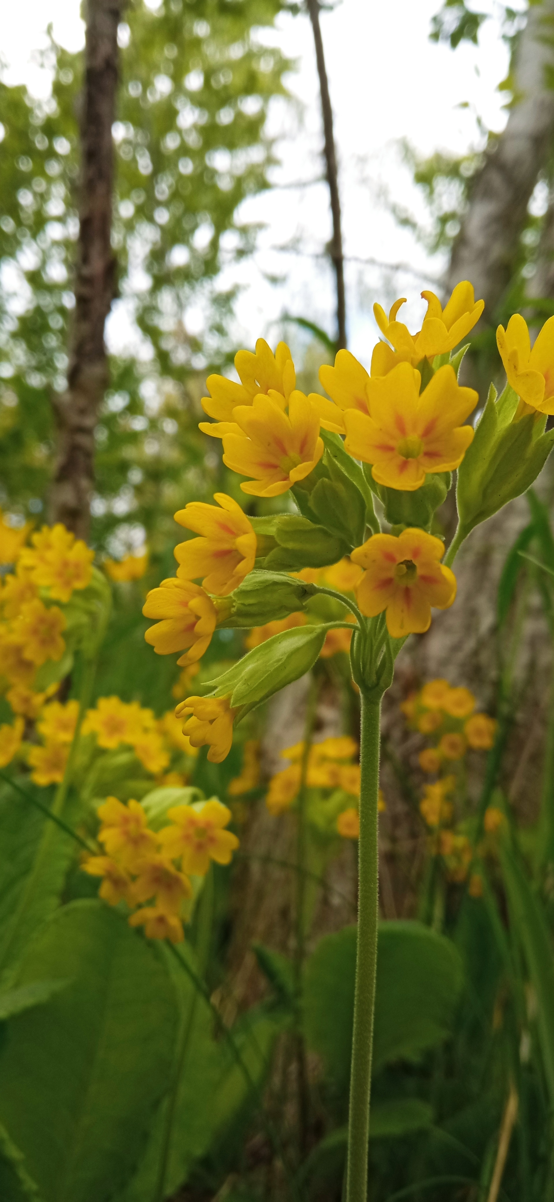 Primrose and forest tulips - My, Primroses, Tulips, Bloom, Yellow, Spring, Longpost