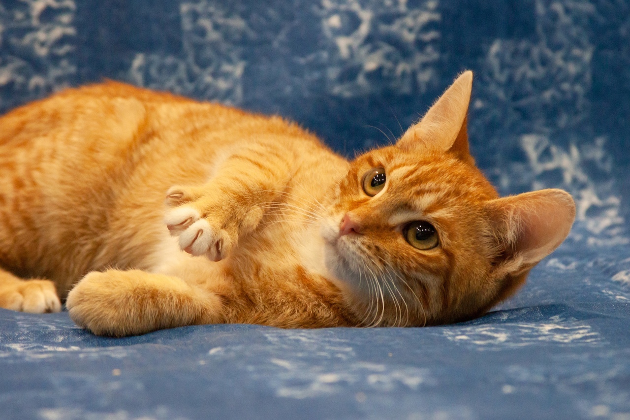 Chester is looking for a home! - My, No rating, cat, Pets, Animal shelter, Moscow, Moscow region, Homeless animals, Longpost, In good hands, , Redheads