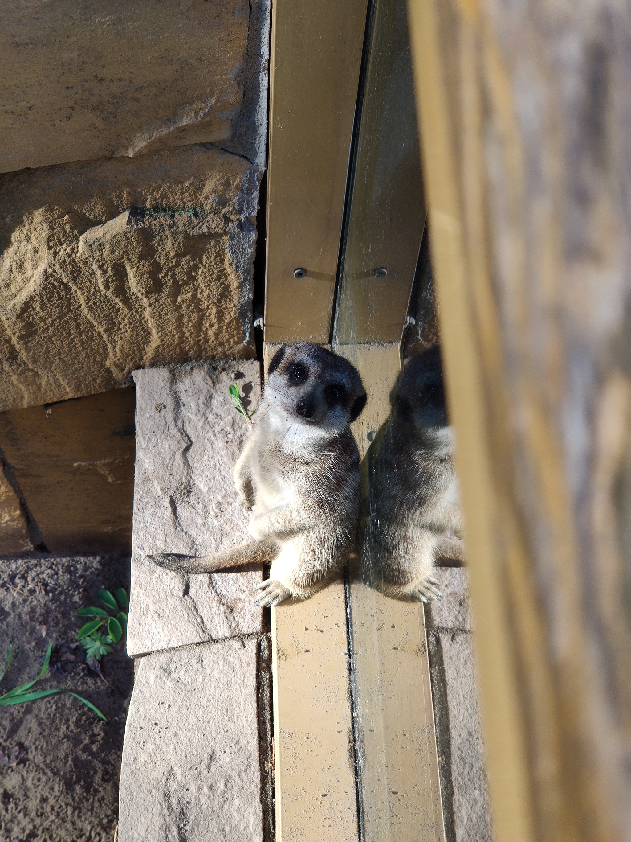 Employee of the Novosibirsk Zoo - My, Animals, Meerkat, Novosibirsk