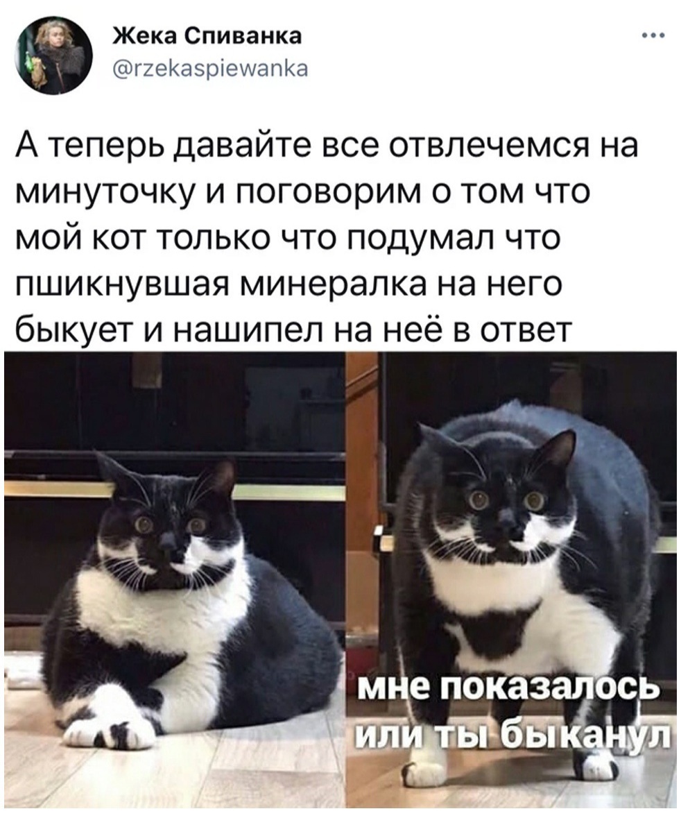 Seriously - Picture with text, Humor, cat, Mineral water, Fat cats