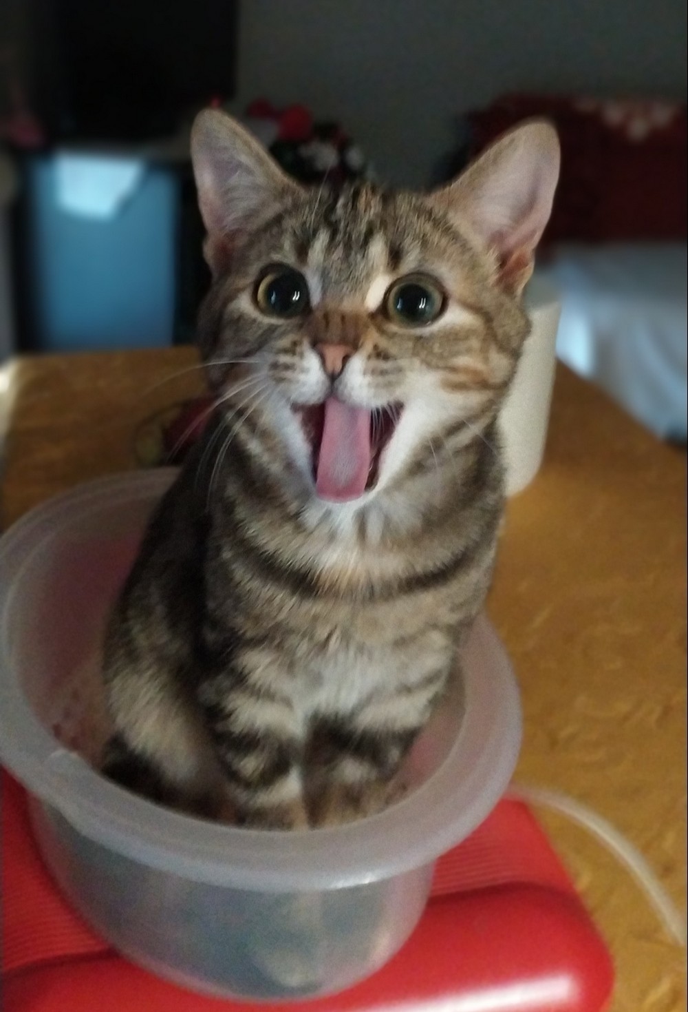 Stupa does not take off! - My, cat, Kittens