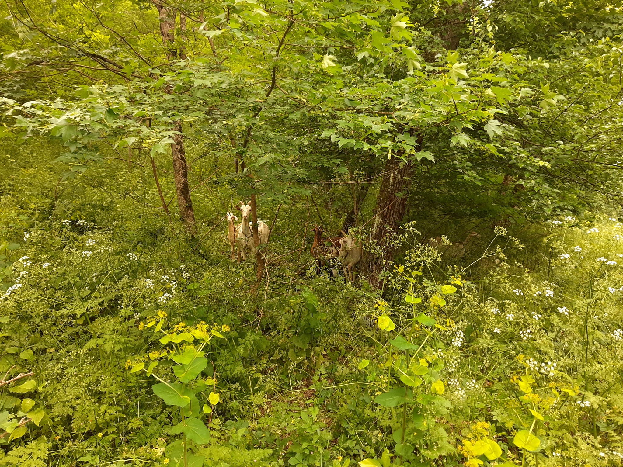 Hike - My, Hike, Overcoming Yourself, Novorossiysk, Nature, Landscape, Video, Longpost