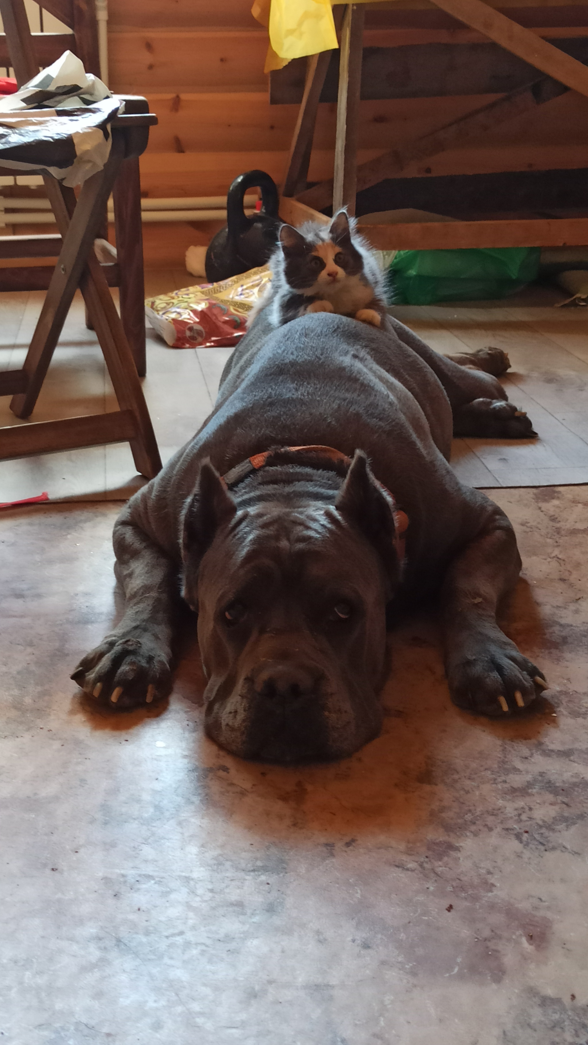 Favorite place - My, cat, Dog, Family, Dream, Cane Corso