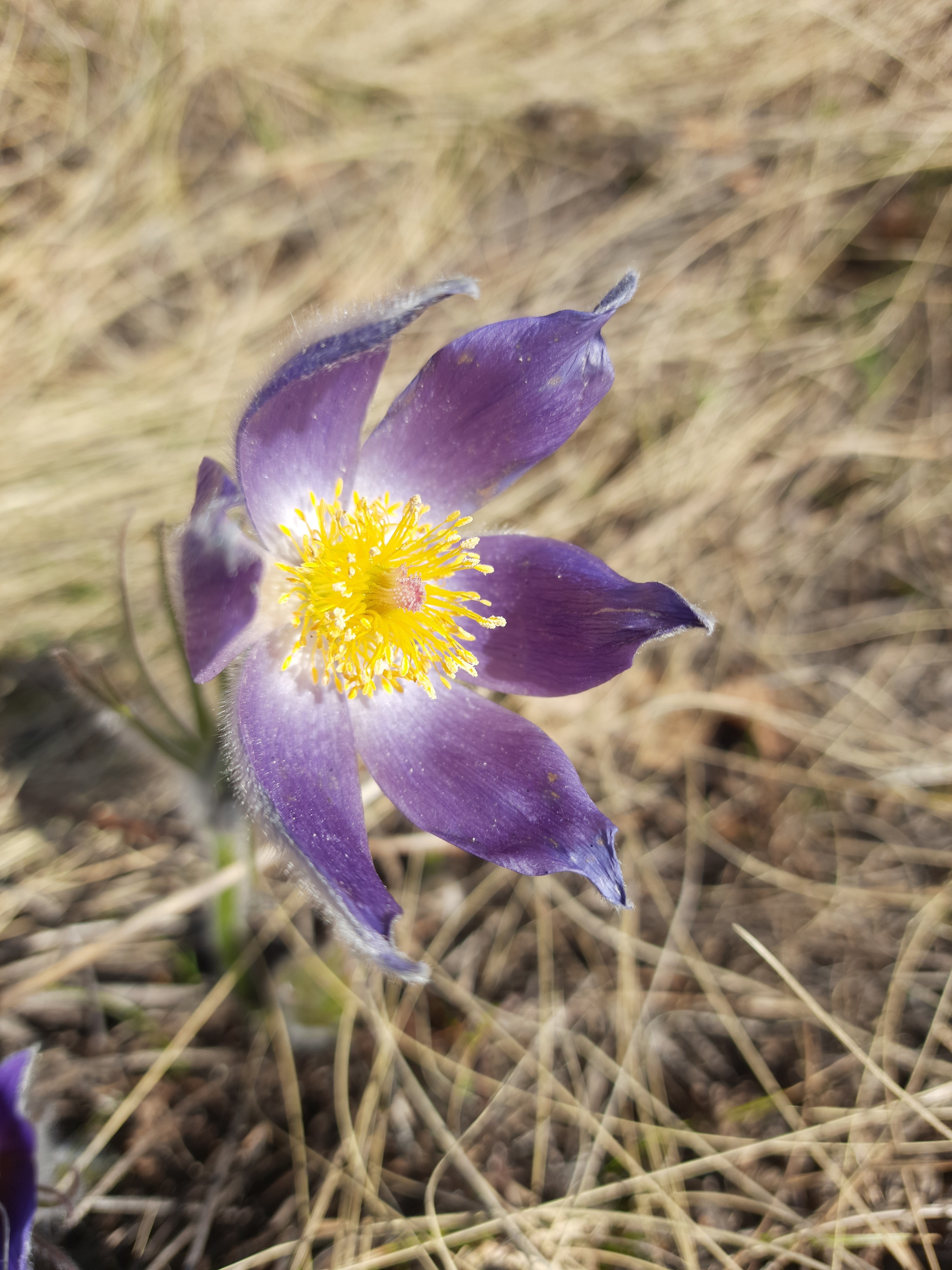 Snowdrop - My, Spring, Bashkortostan, Southern Urals