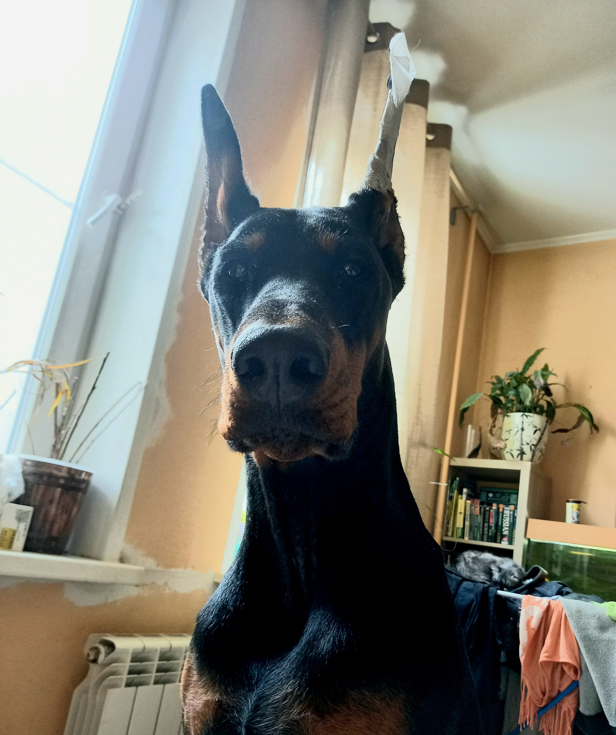 Doberman as a remedy for spoilage - My, Dog, Doberman, Gypsies