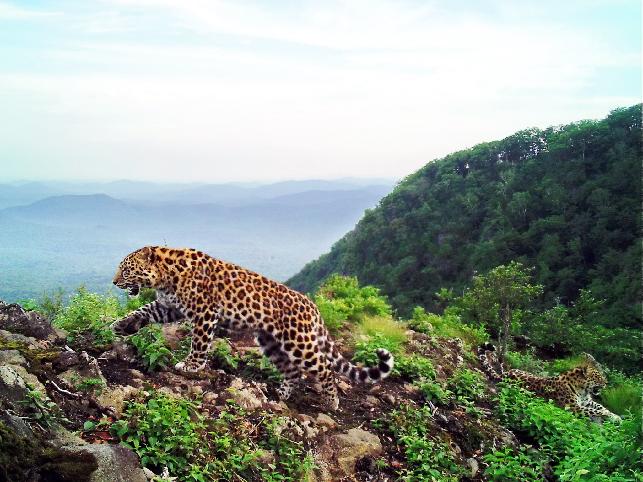 Rare cats - Leopard, Far Eastern leopard, Land of the Leopard, Reserves and sanctuaries, Primorsky Krai, Big cats, Cat family, Дальний Восток, , Red Book, Animal Rescue