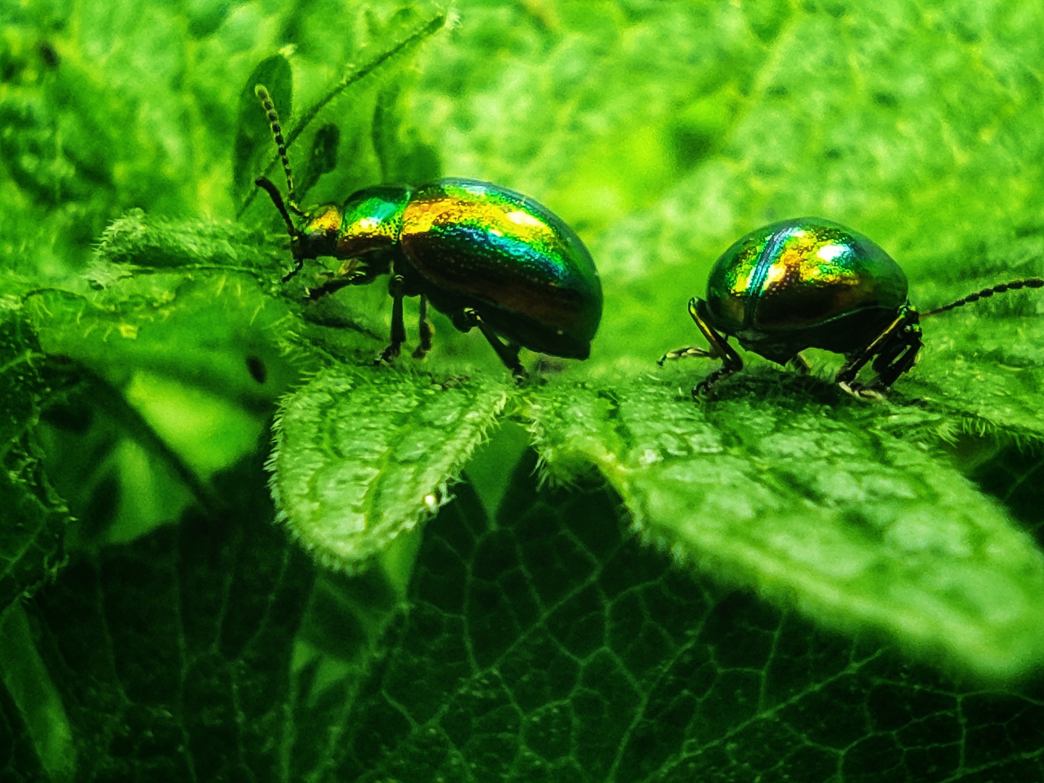 Insects - My, Mobile photography, Insects, Жуки, Snail, Nature, Macro photography