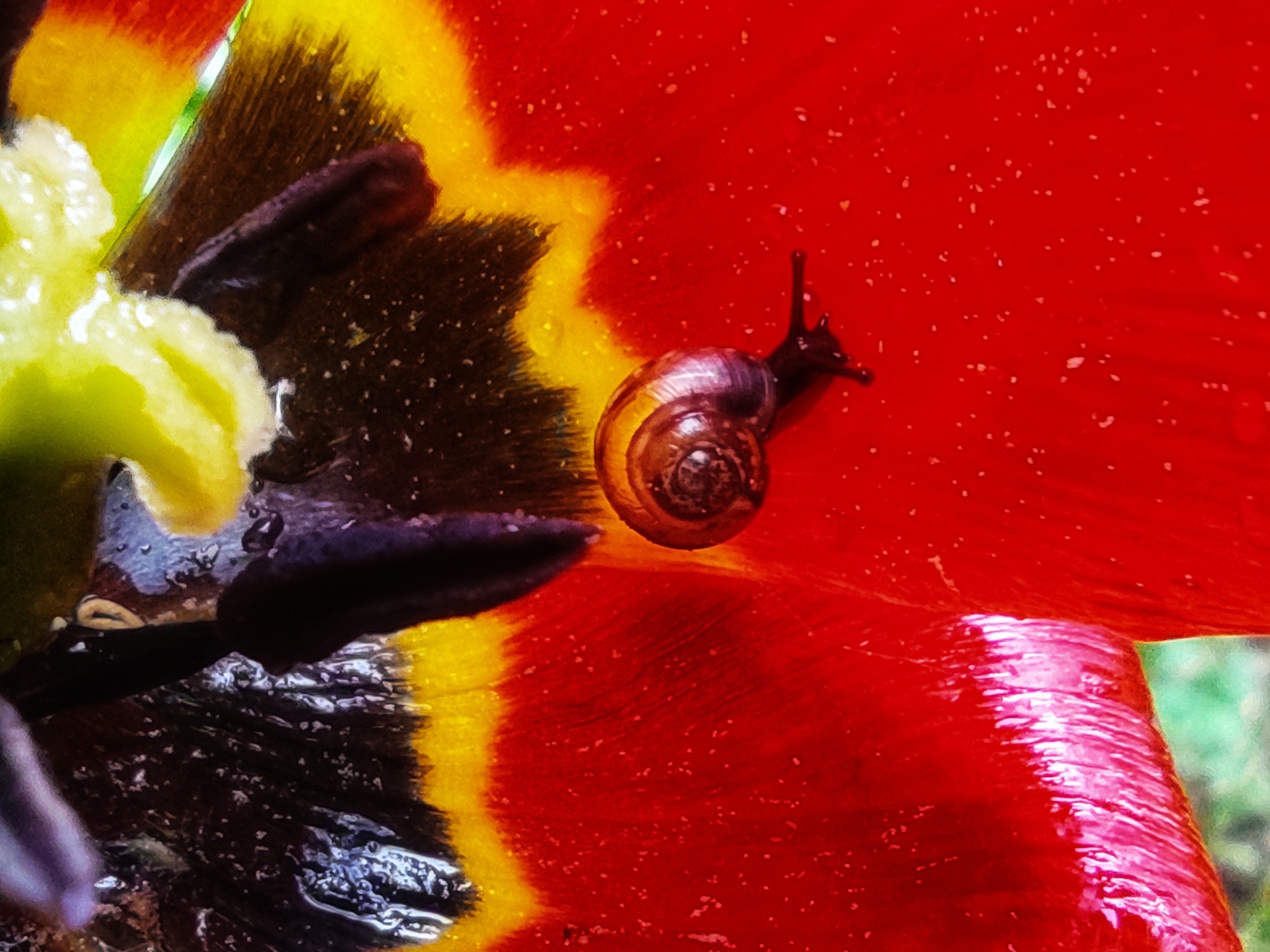 Insects - My, Mobile photography, Insects, Жуки, Snail, Nature, Macro photography