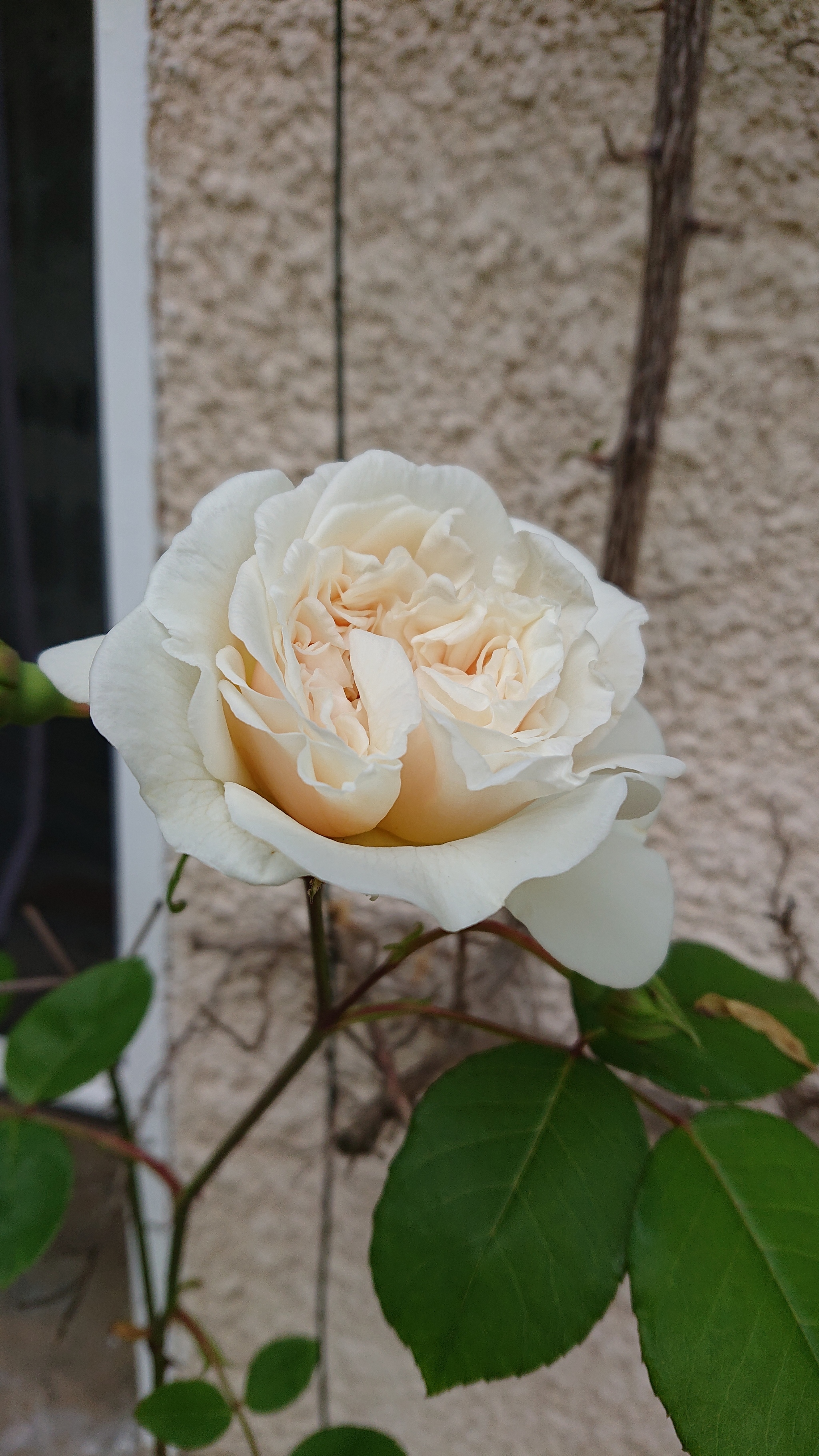 May garden - My, the Rose, Flowers, Garden, Gardening, Images, The photo, Longpost