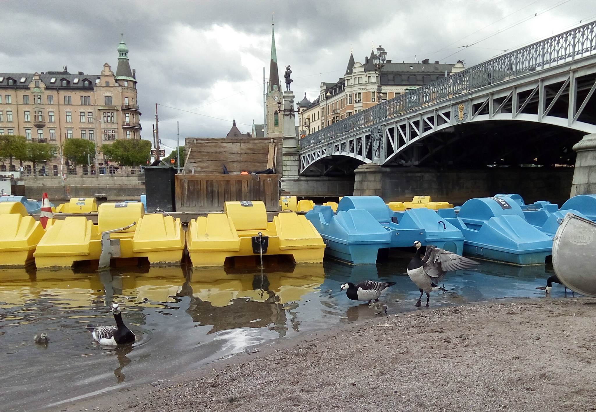 More goslings - My, Гусь, Goose, Brant, Chick, Milota, Birds