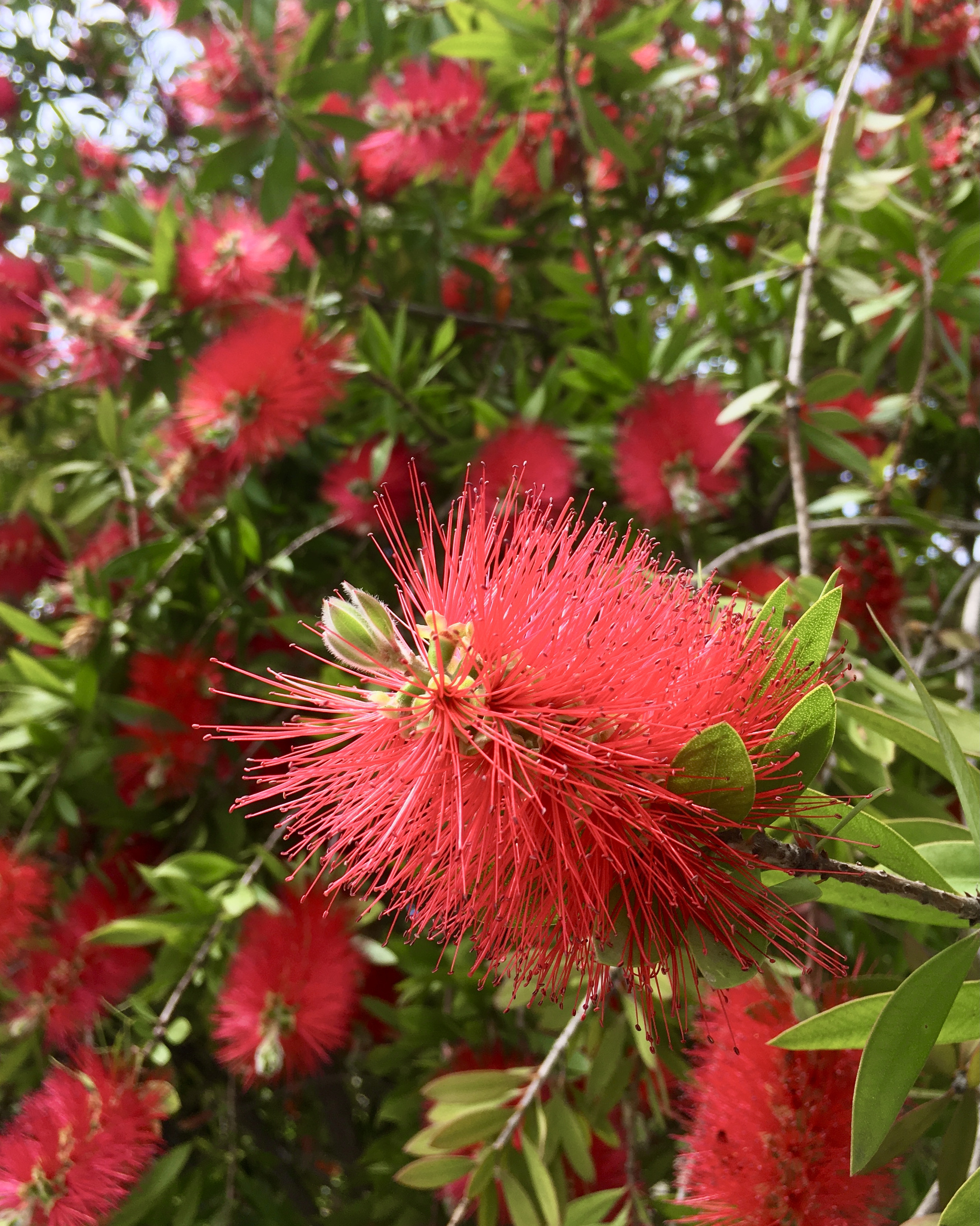 So that's where the brushes come from! - My, Bush, Ruff, Nature, Bloom