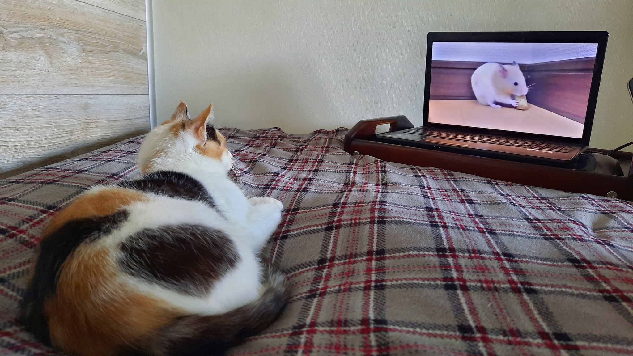 Wow, very interesting movie. - My, Tricolor cat, cat