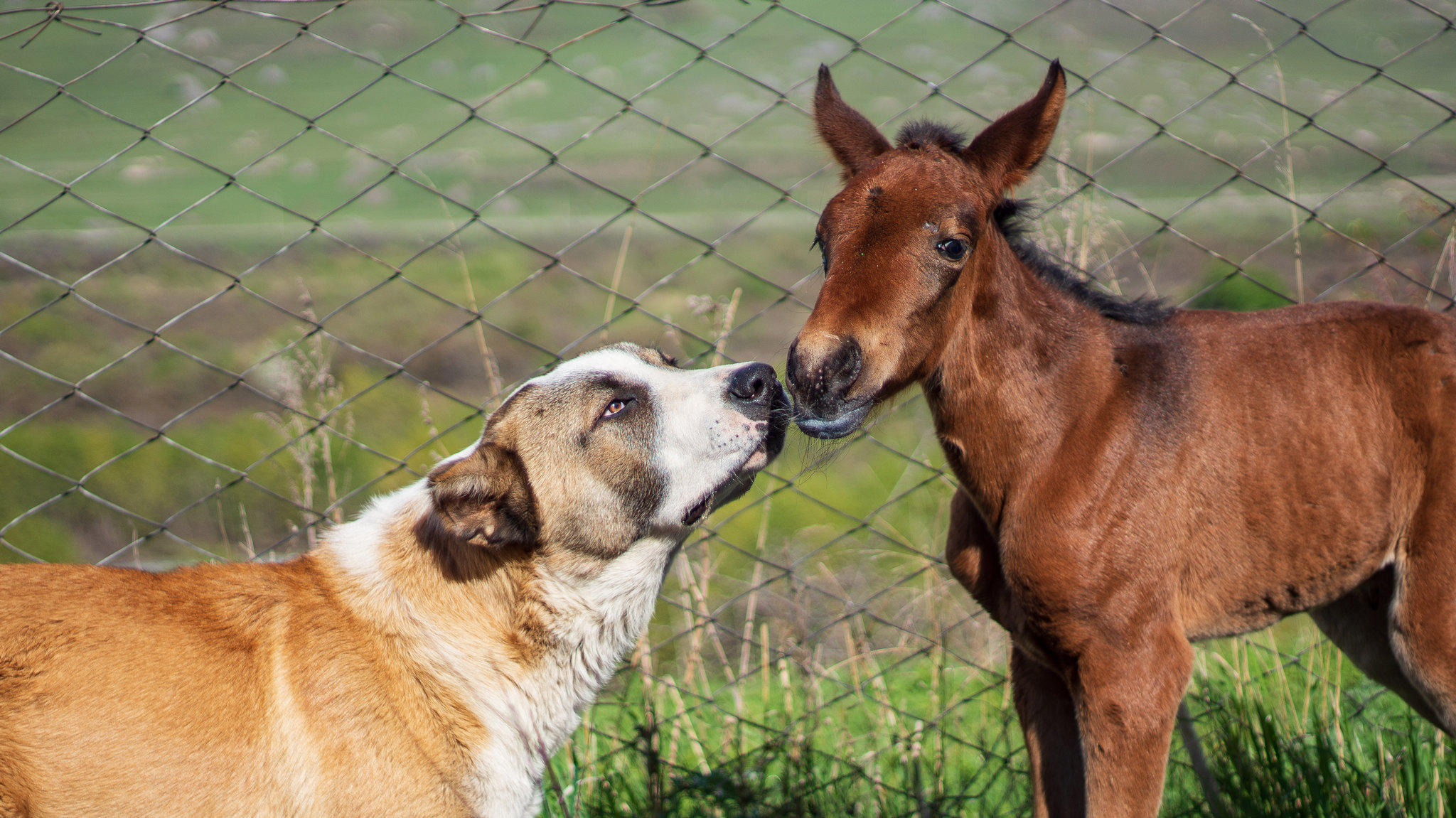 About the friendship of a puppy and a foal who escaped death - My, Longpost, Stable, Foal, Animal Rescue, Dog, Alabai, The mountains