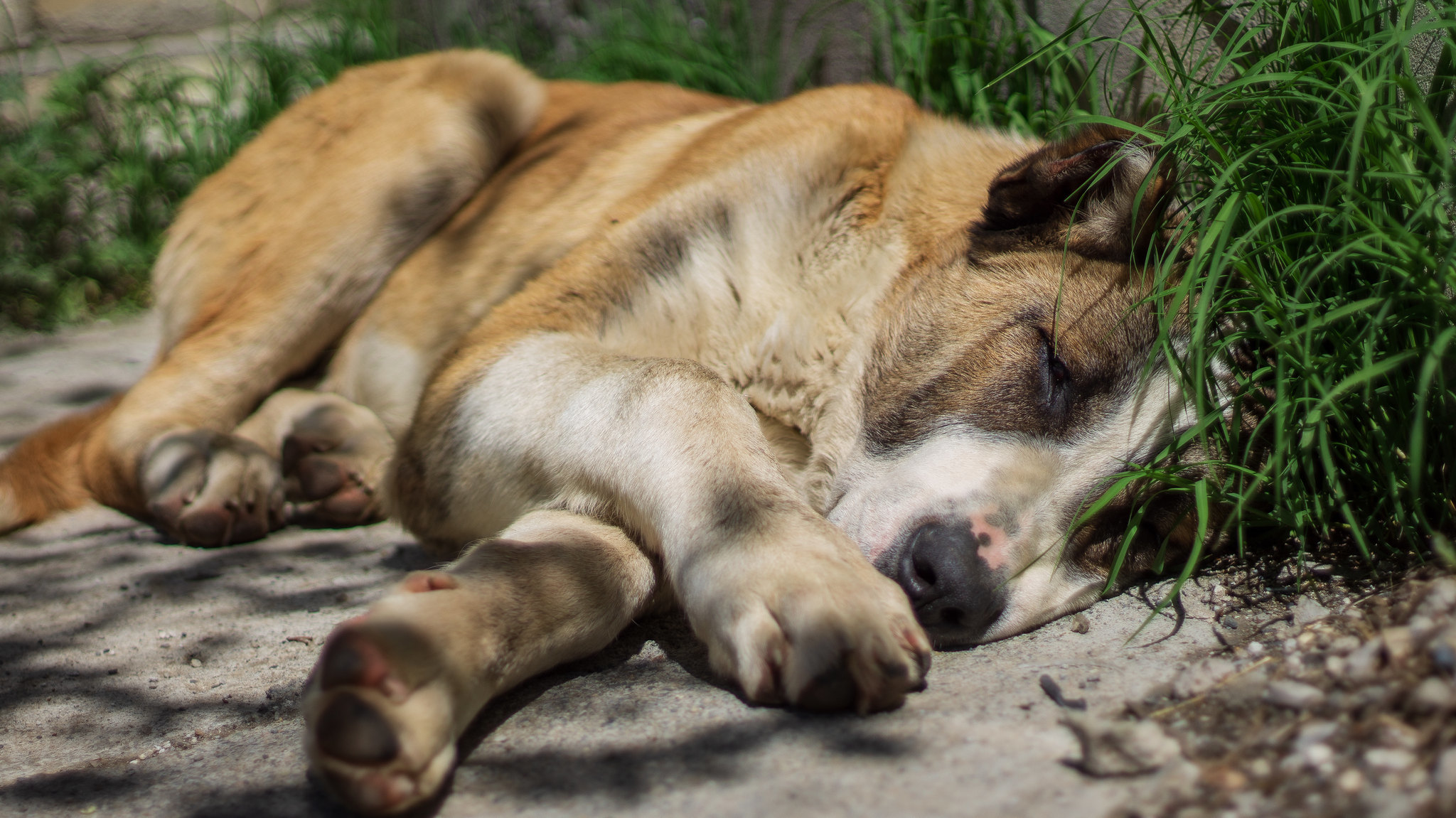 About the friendship of a puppy and a foal who escaped death - My, Longpost, Stable, Foal, Animal Rescue, Dog, Alabai, The mountains