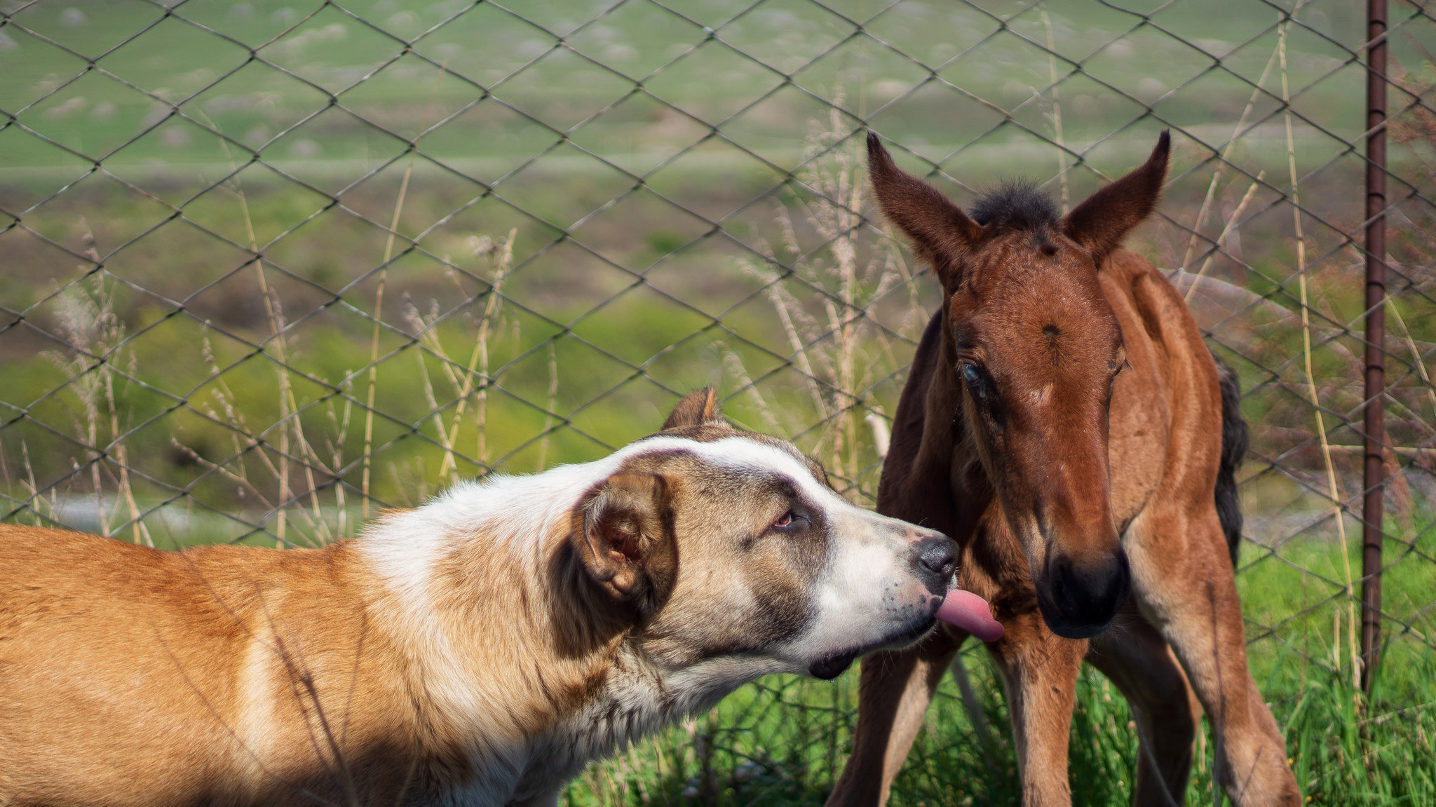 About the friendship of a puppy and a foal who escaped death - My, Longpost, Stable, Foal, Animal Rescue, Dog, Alabai, The mountains