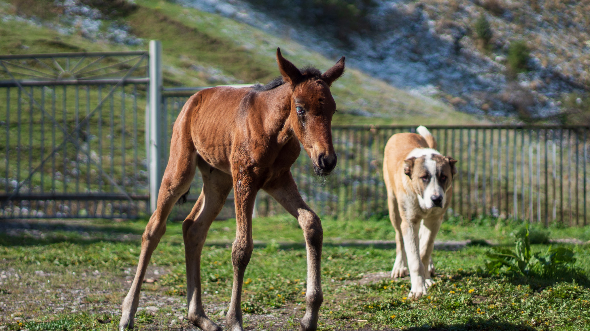 About the friendship of a puppy and a foal who escaped death - My, Longpost, Stable, Foal, Animal Rescue, Dog, Alabai, The mountains