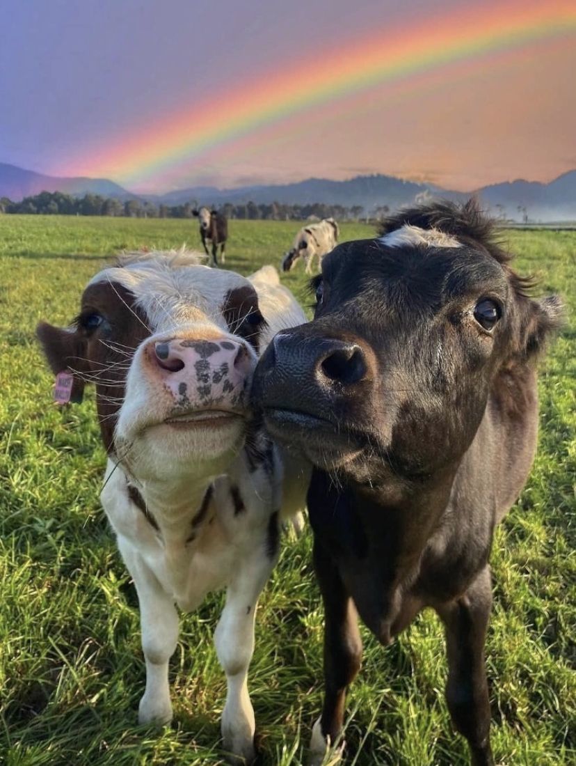 Couple - Cow, Rainbow, Meadow, Milota