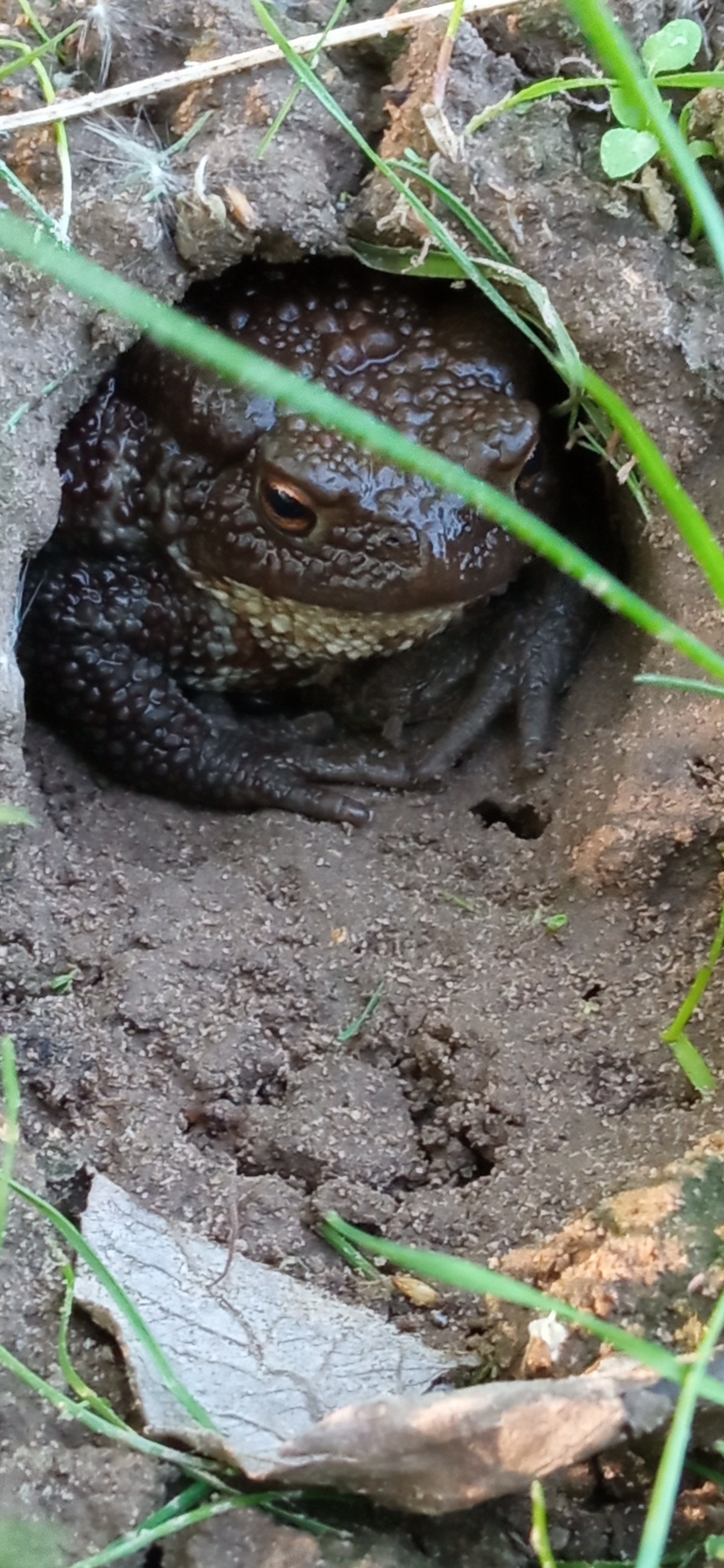 Bride to whom? - My, Nature, Princess Frog, Longpost, Toad