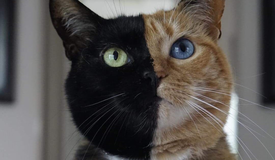 Two-faced - cat, Chimera, Heterochromia