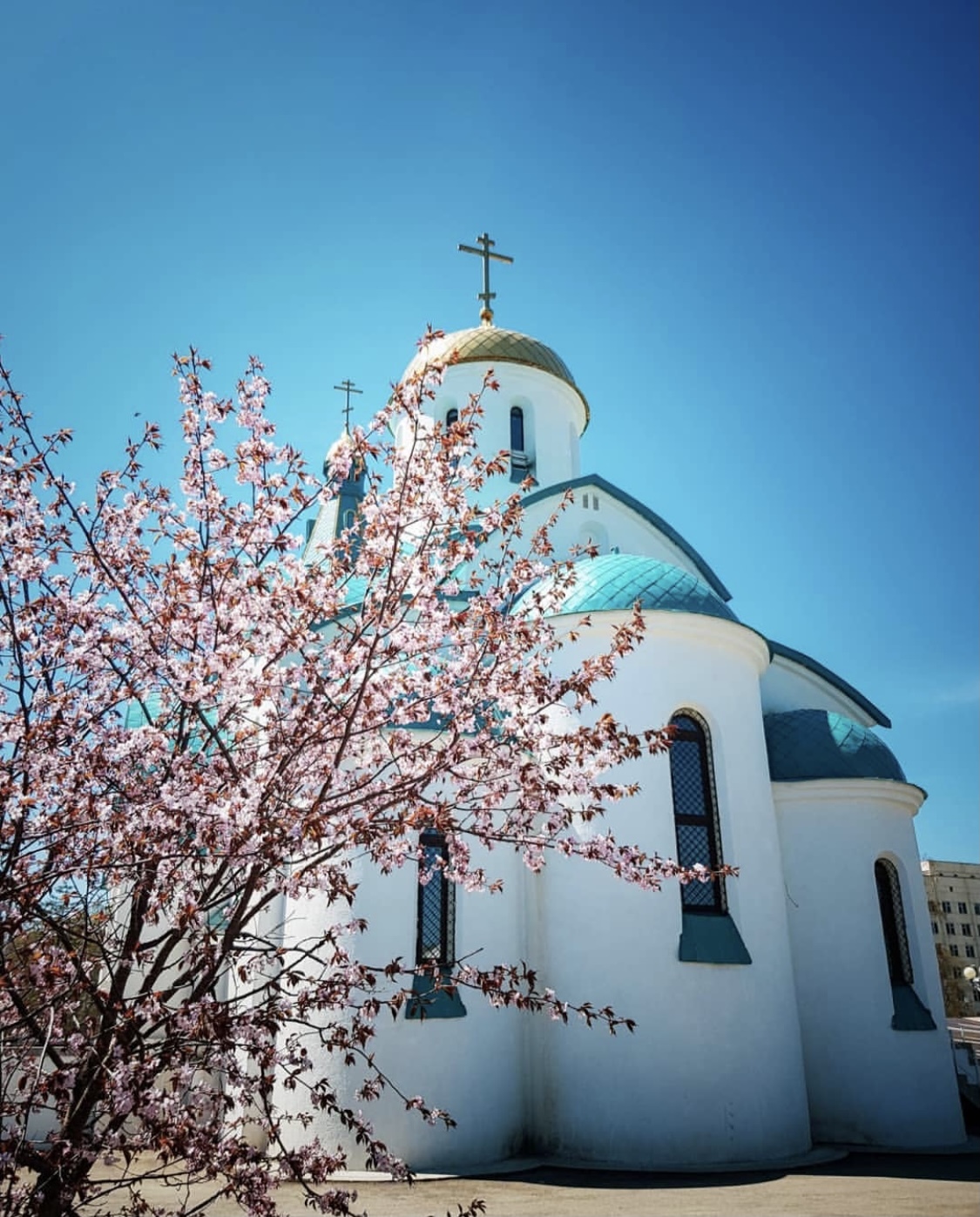 Сакура на сахалине фото