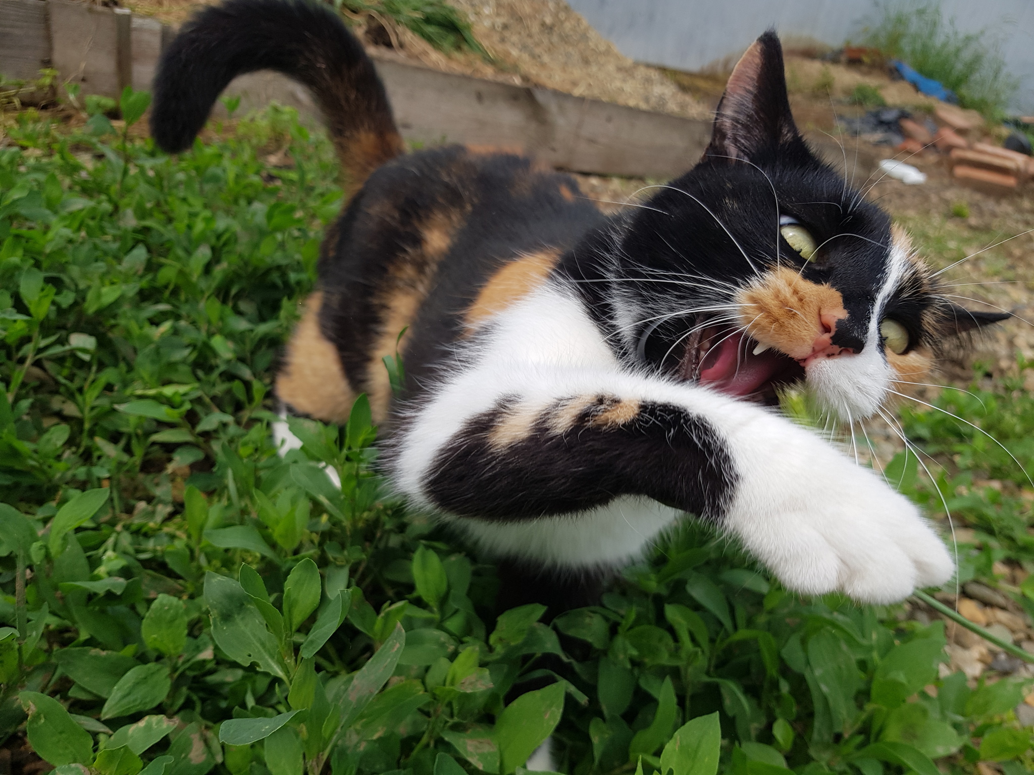 A second before KUS - My, Tricolor cat, cat