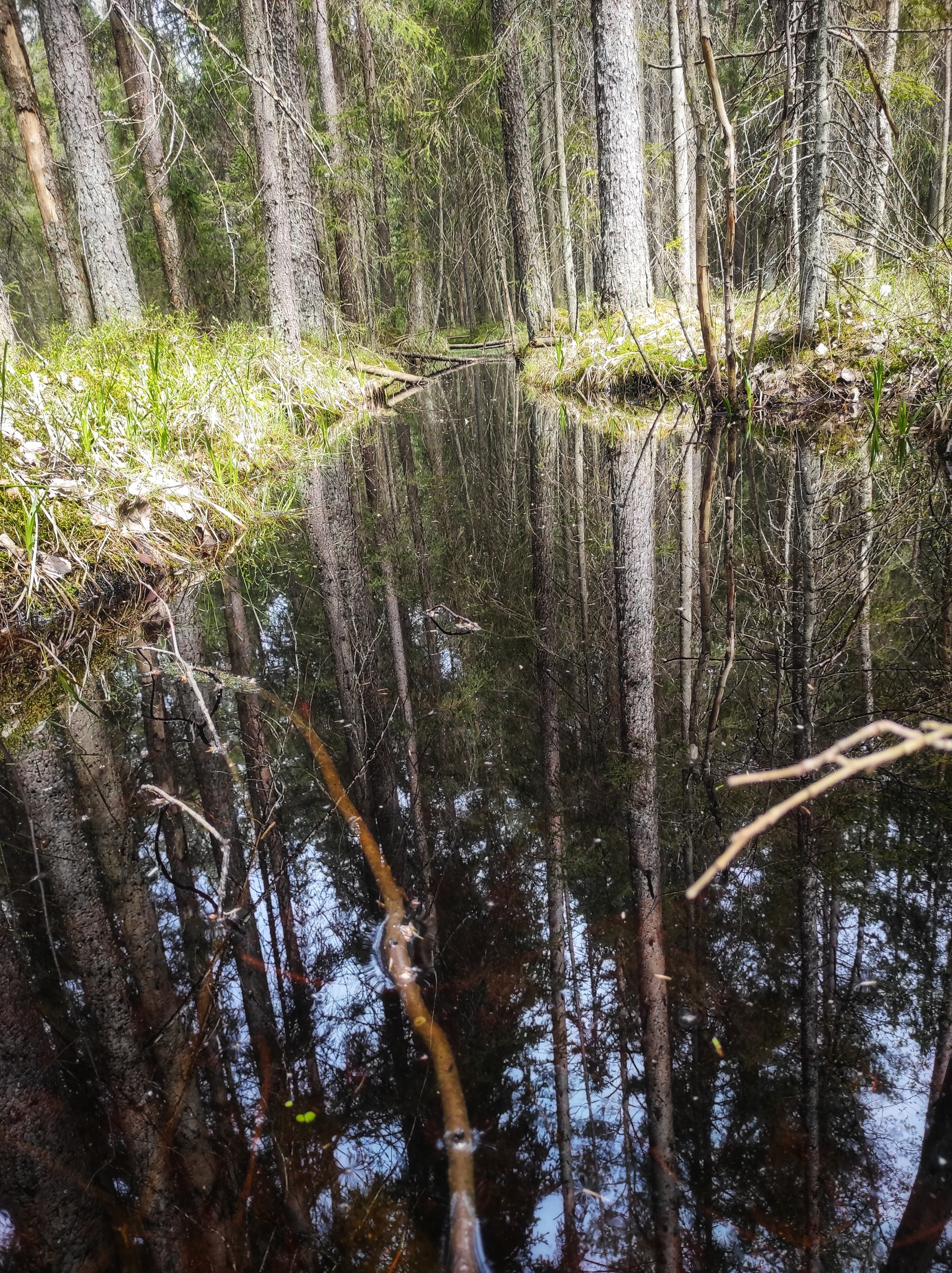 Болотная вода - Моё, Мобильная фотография, Лес, Болото, Вода, Природа, Отражение, Длиннопост