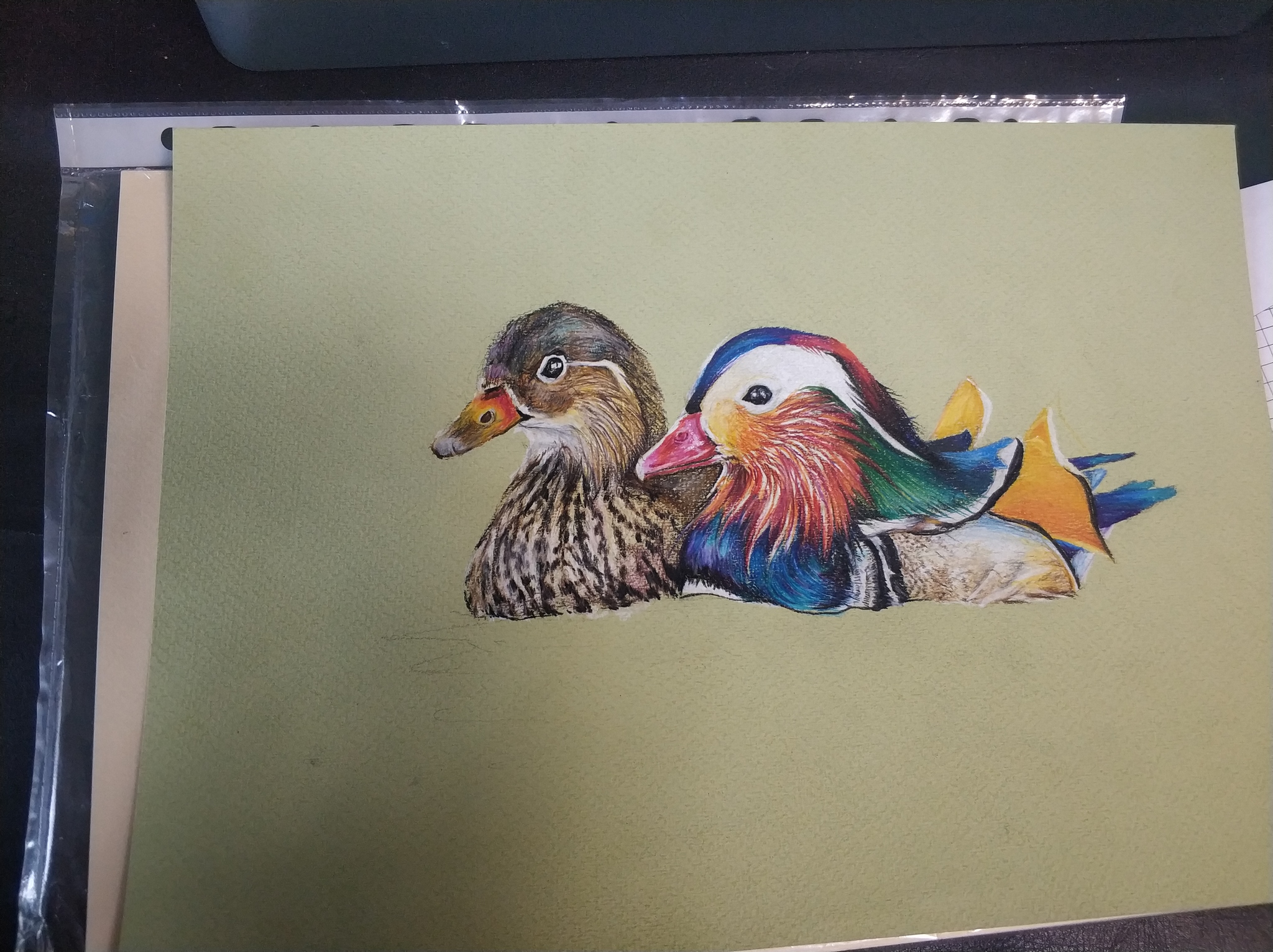 mandarin duck - My, Mandarin duck, Watercolor pencils, Art, Sketch, Birds, Duck, Colour pencils, Longpost