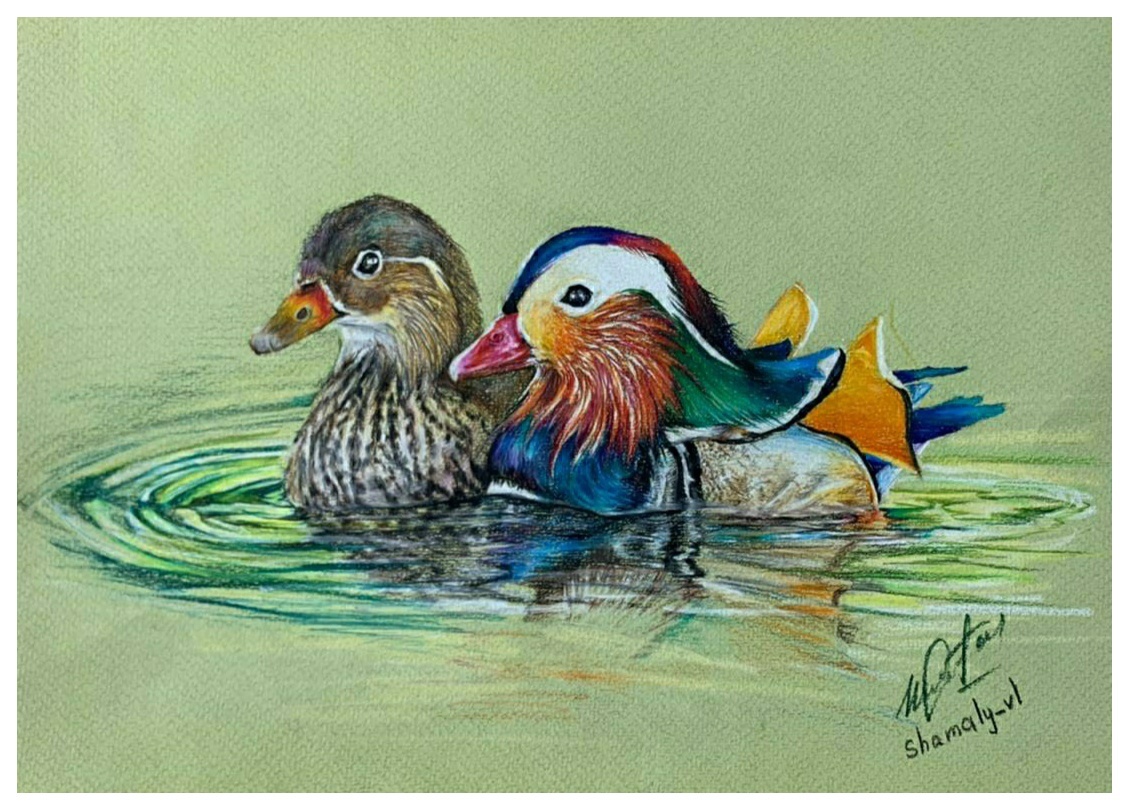 mandarin duck - My, Mandarin duck, Watercolor pencils, Art, Sketch, Birds, Duck, Colour pencils, Longpost