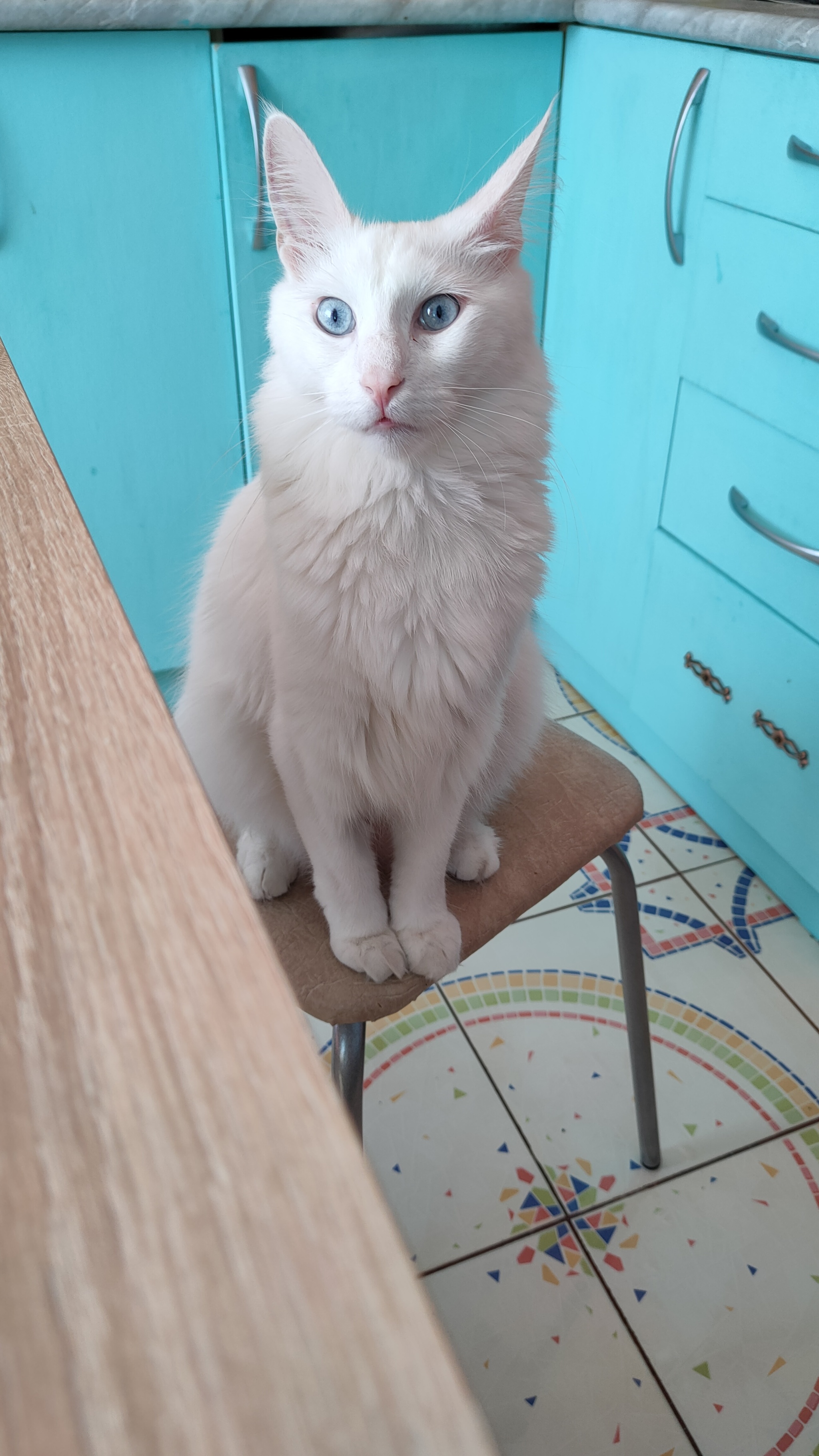 When you really want something delicious - cat, Pets, Turkish angora, Longpost