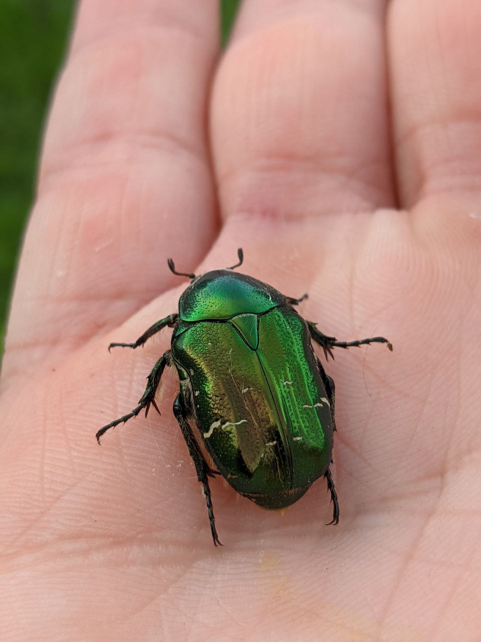 Зеленый жук похож на майского фото