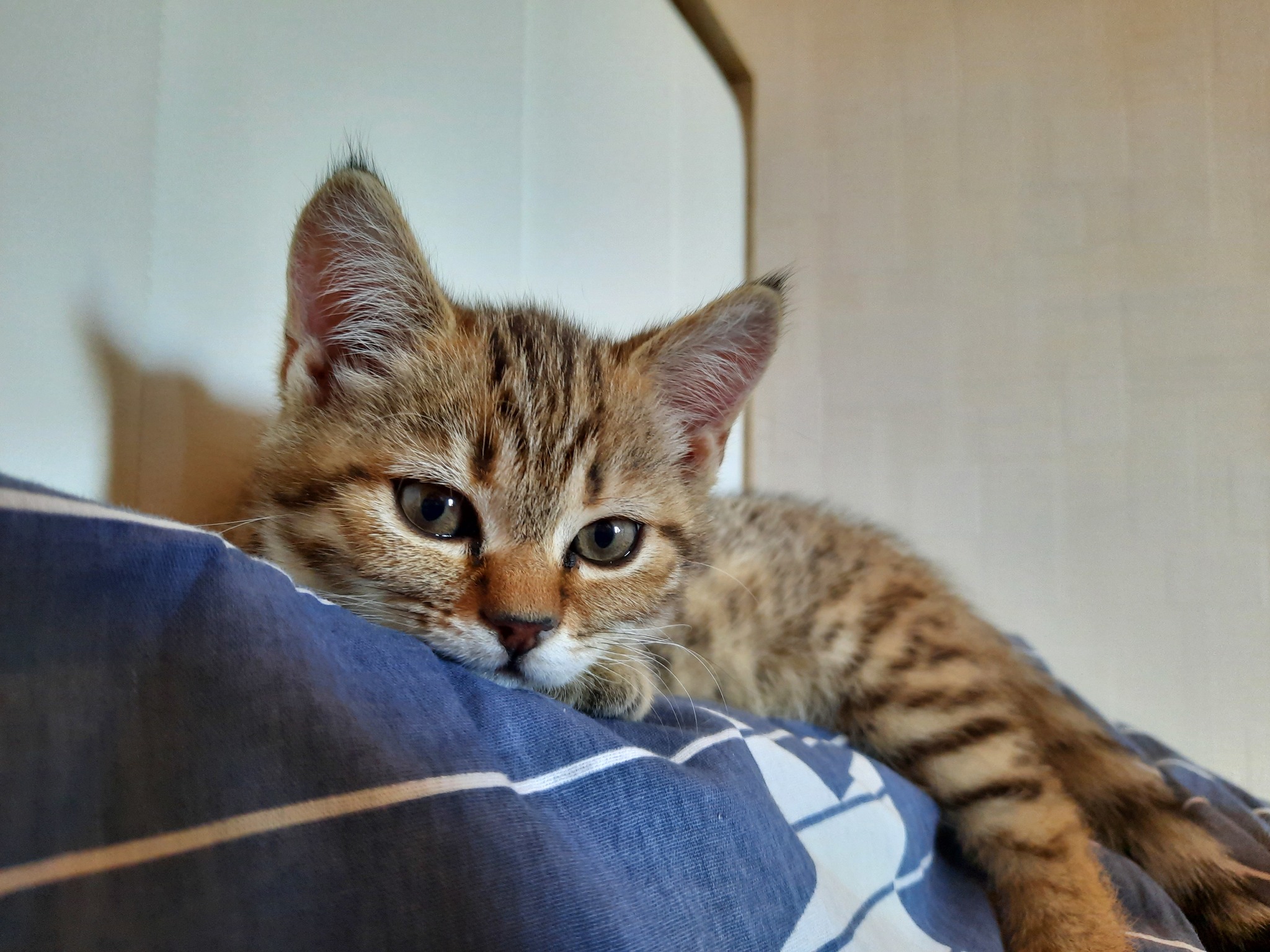 Scottish beauty - My, Kittens, Tricolor cat, cat