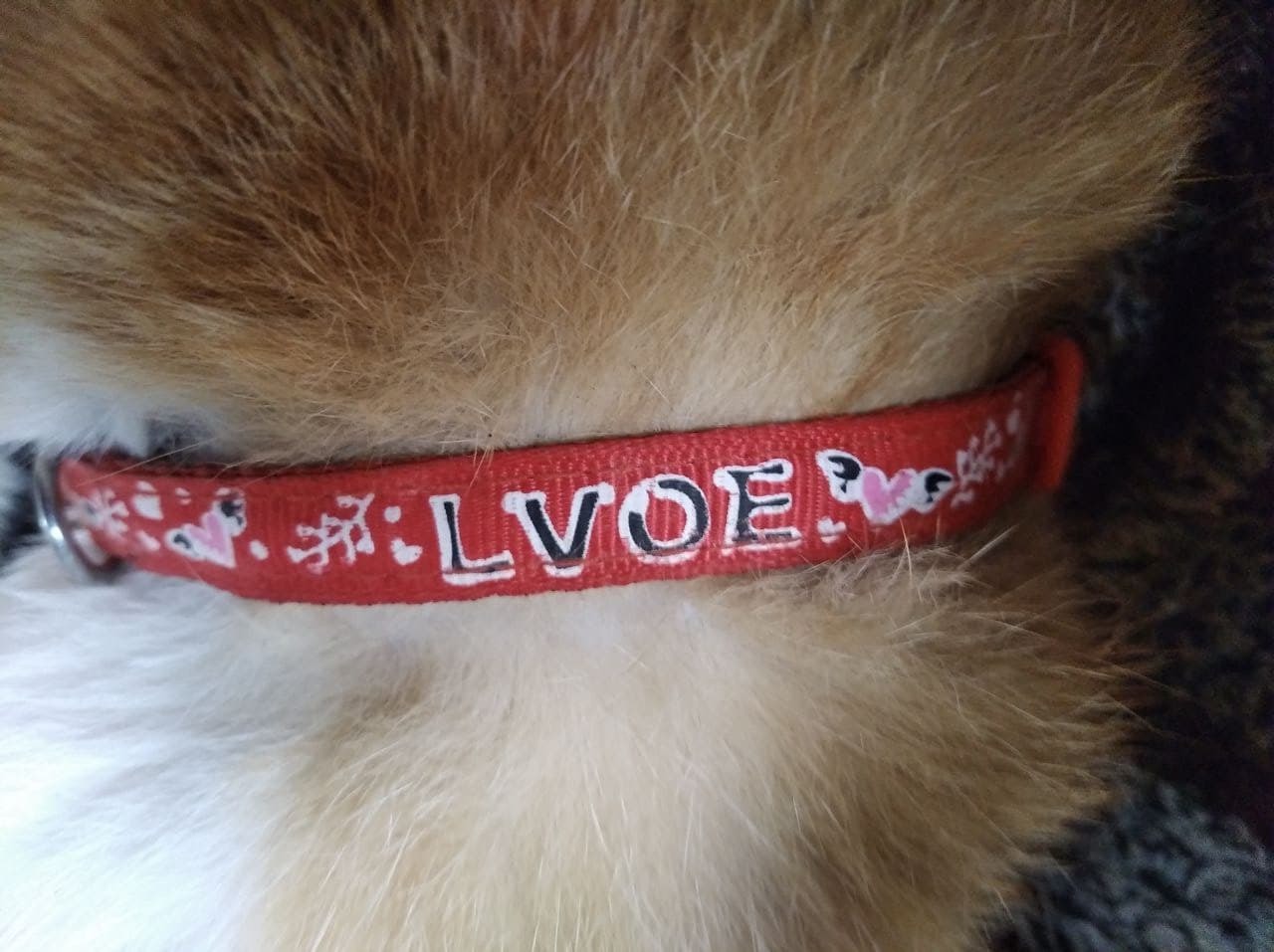 Lvoe is... - My, cat, Two women yell at the cat, Error, Typo, Collar