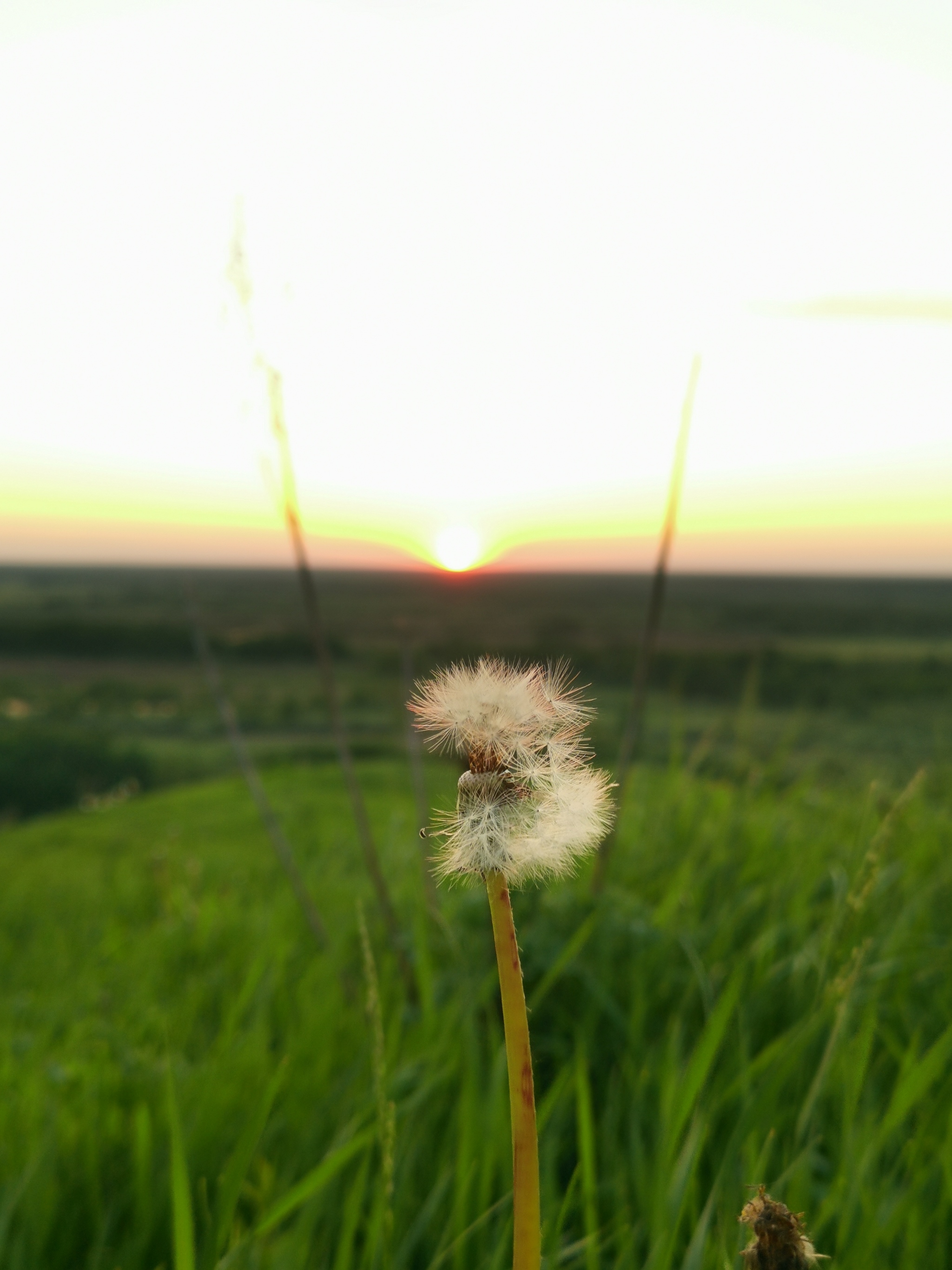 Evening on Bald Mountain - My, Serenity, Evening, Sunset, BALD MOUNTAIN, Gorokhovets, beauty, Nature, Tourism, , Photo on sneaker, Mobile photography, Longpost, Video