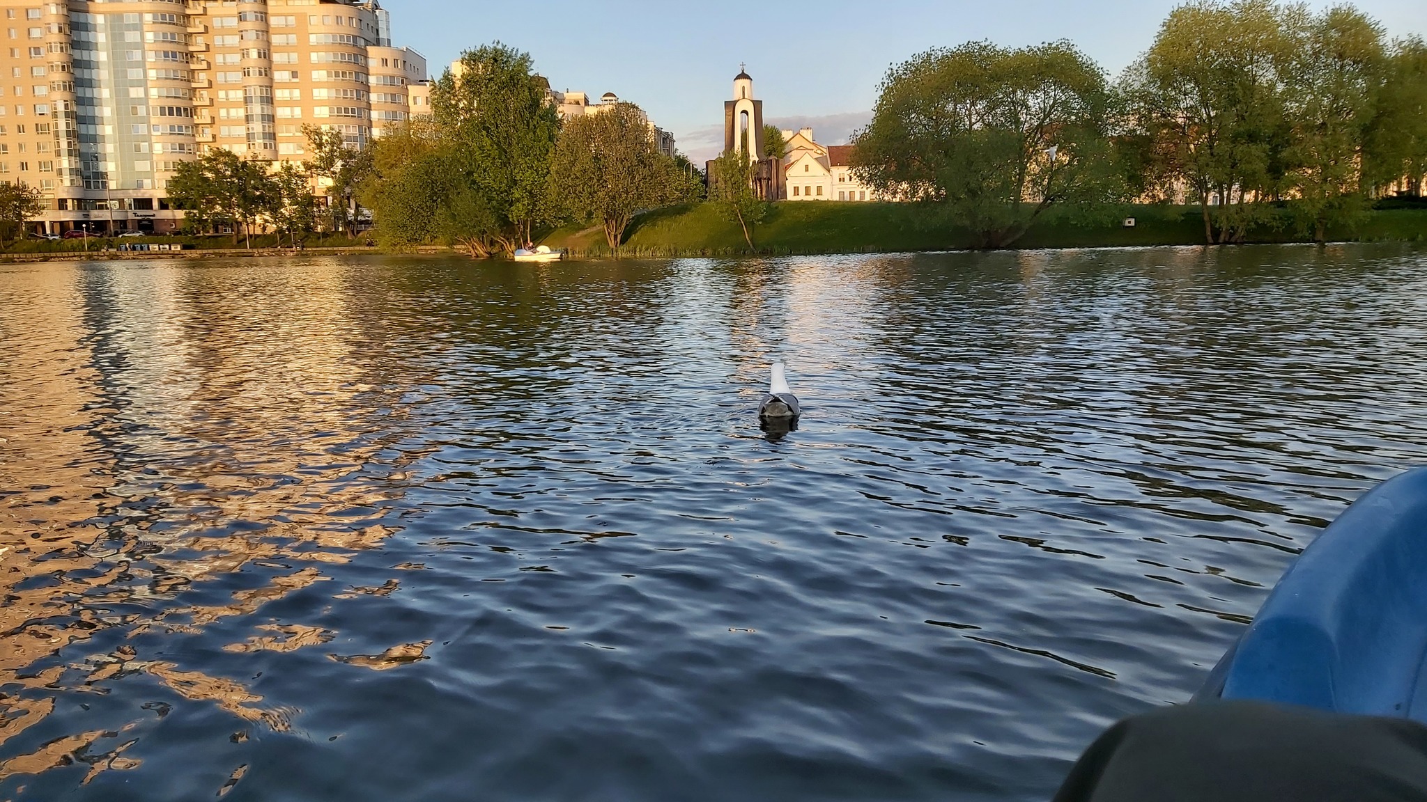 Minsk and the seagull - My, Photo on sneaker, Minsk, Birds, Seagulls