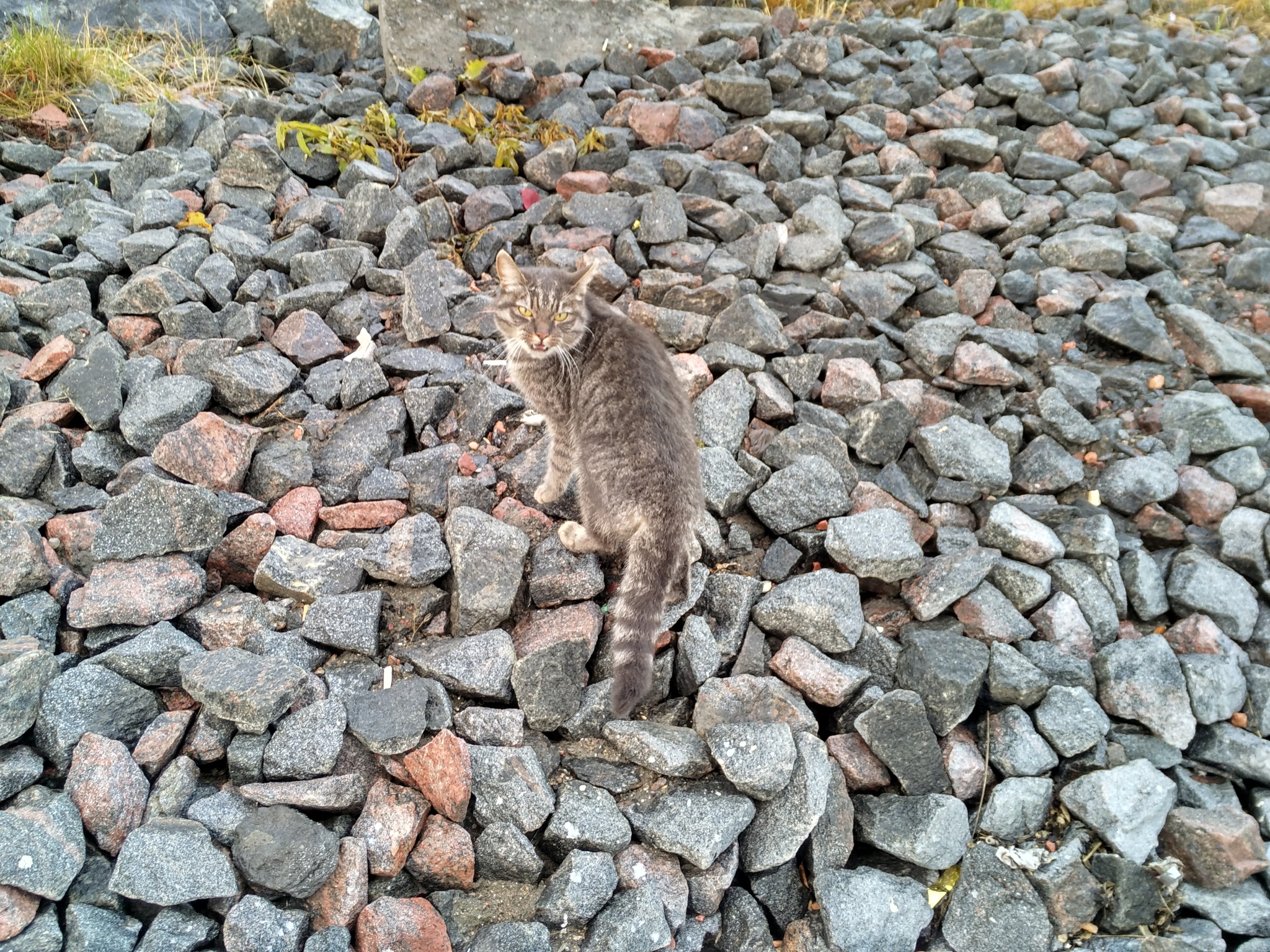 Disgruntled cat - My, cat, The photo, Severomorsk