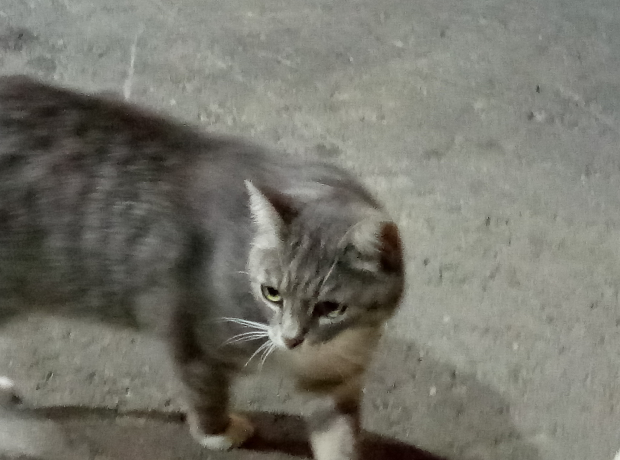 Has anyone lost a cat? - My, Moscow, Kommunarka, Found a cat, Longpost, No rating, cat