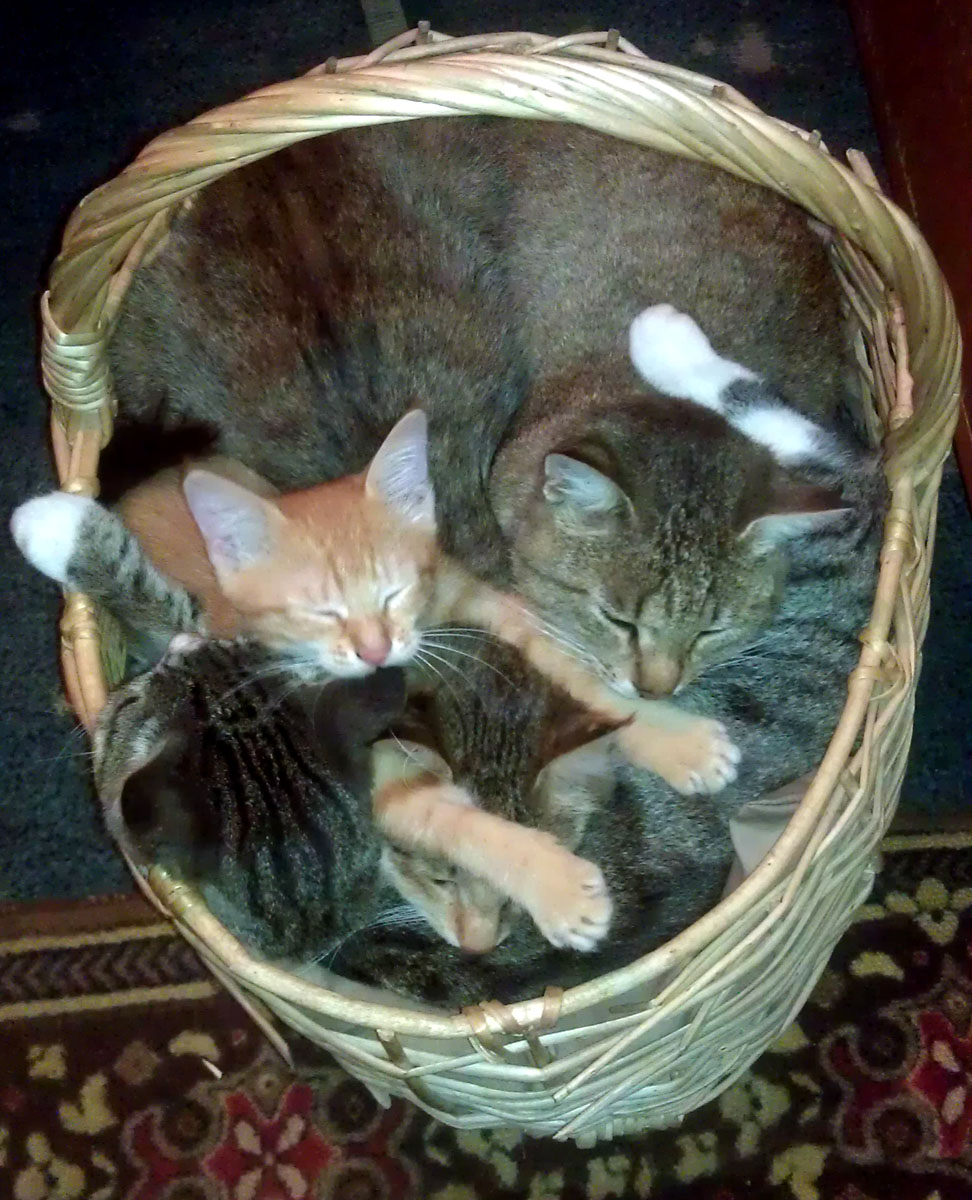 Cats in a basket - My, cat, Kittens, Basket, Pets, Milota