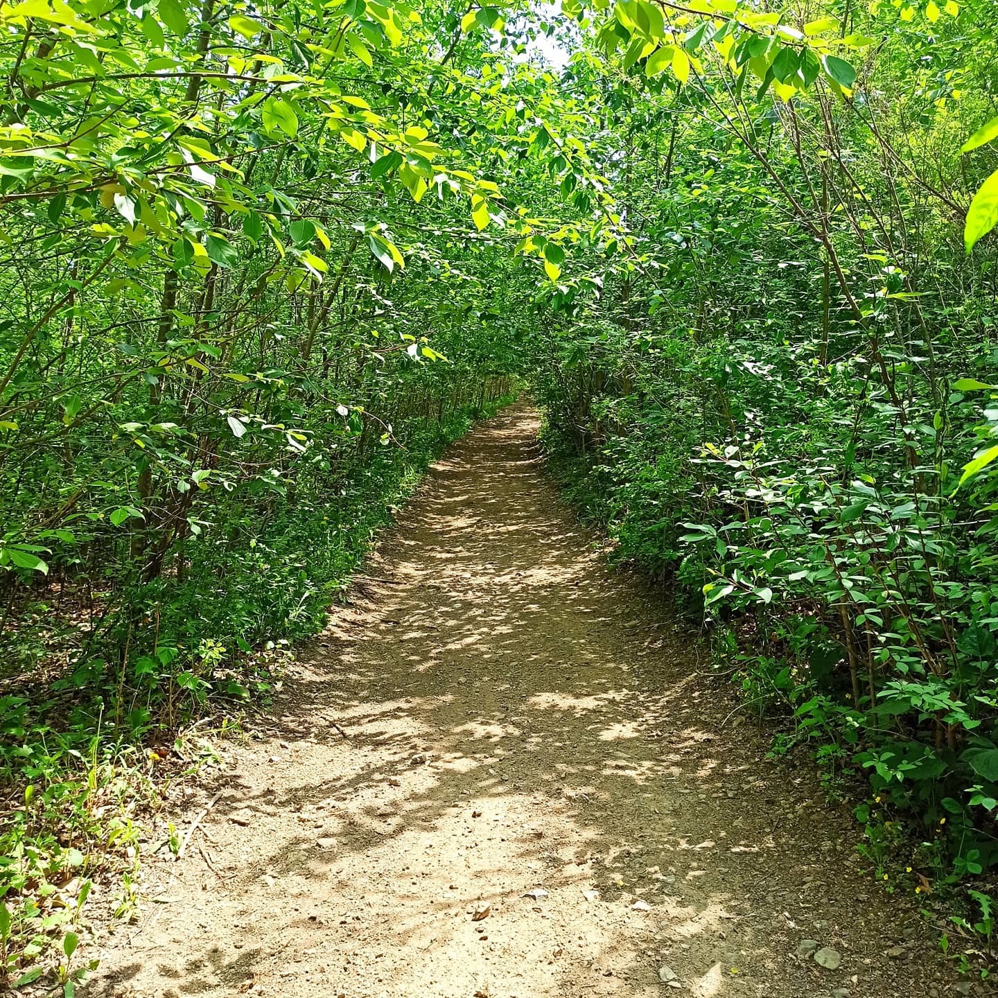 Ride on Sunday. - My, A bike, Photo on sneaker, Mobile photography, Walk in the woods, Longpost