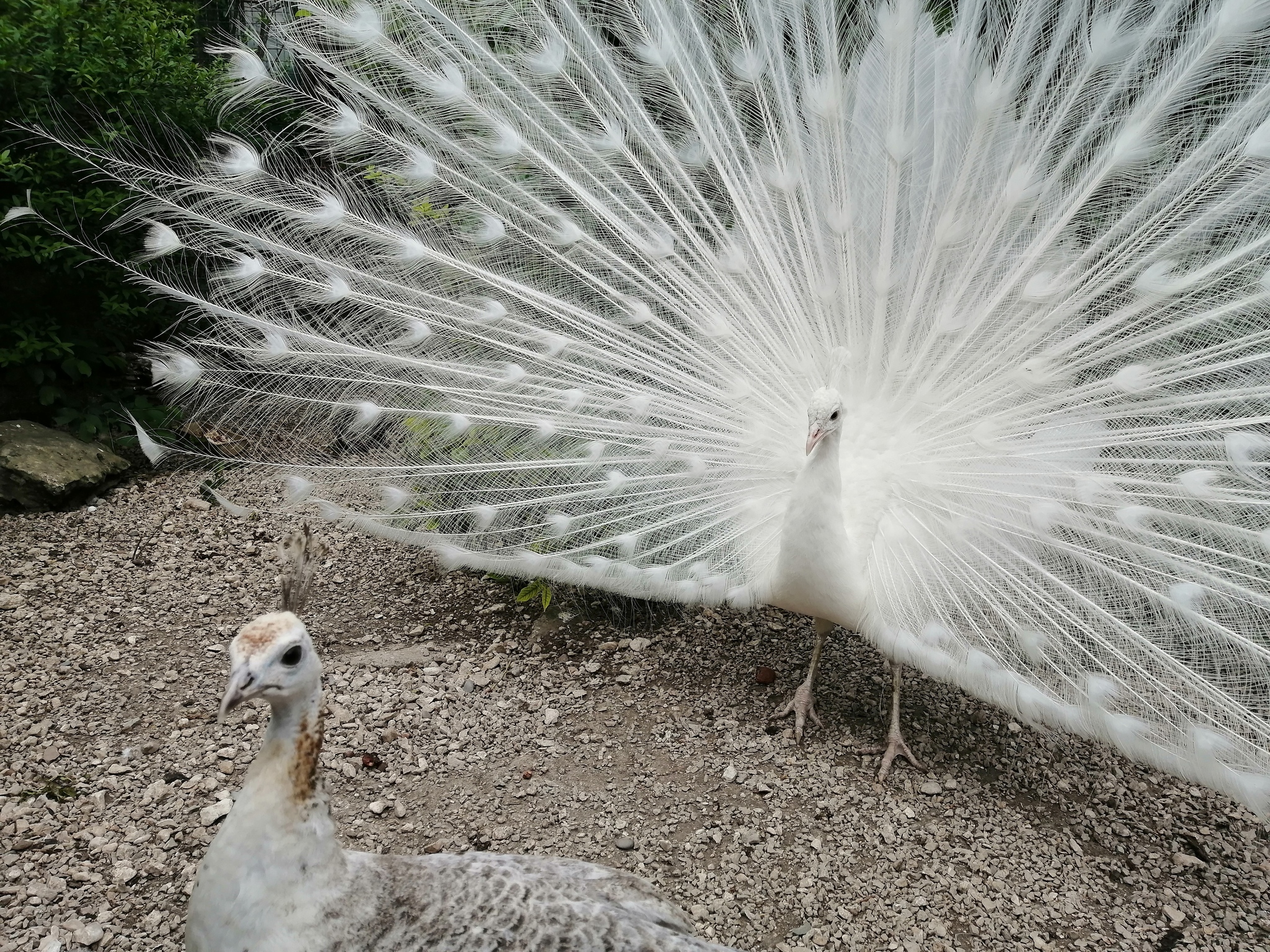 White peacock - My, White peacock, Peacock, Mobile photography, Longpost